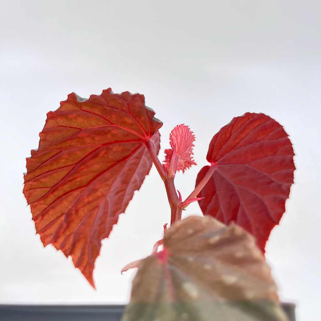 Begonia Botanicaz 67 (Fragrant Blooms)