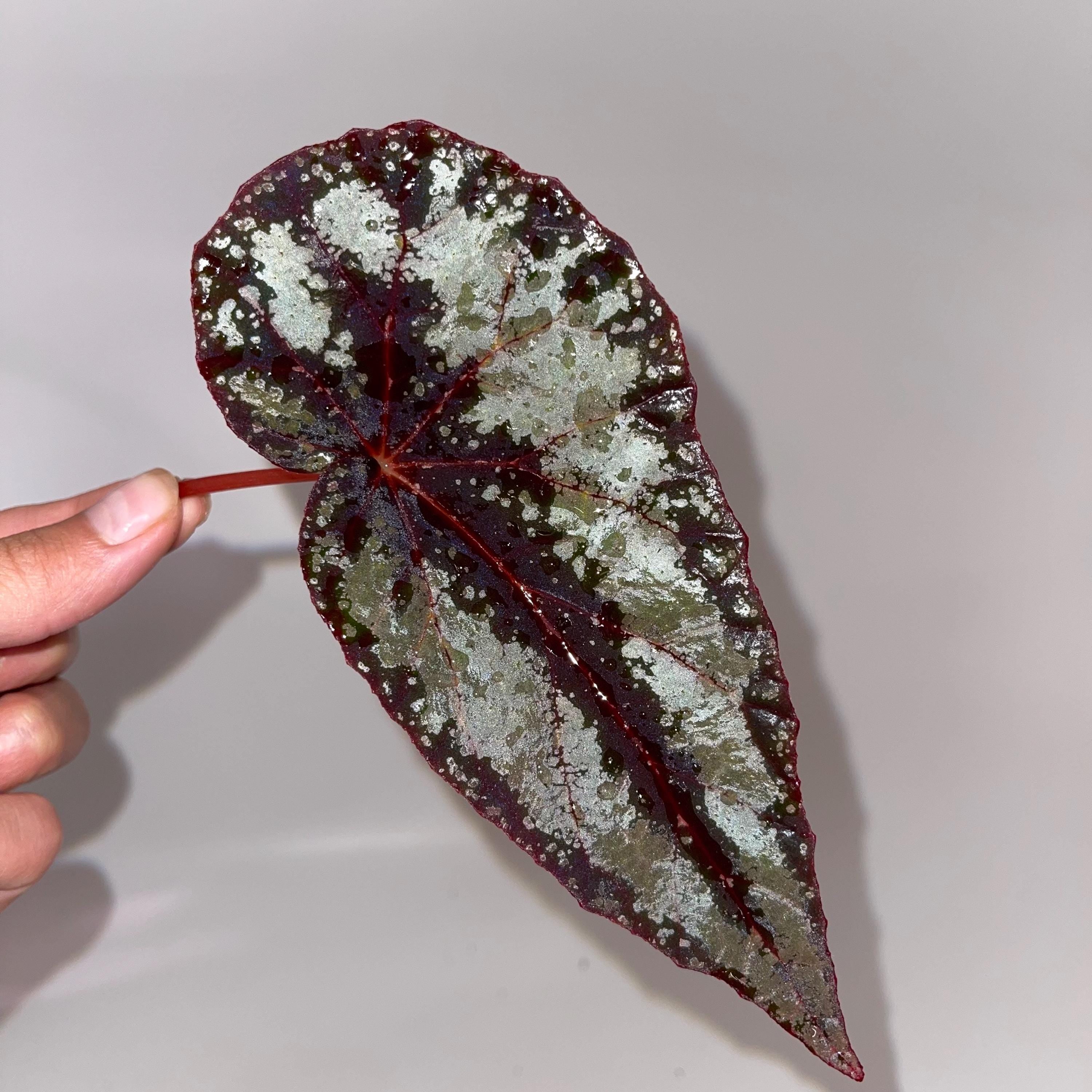 LEAF CUTTING Begonia Botanicaz 105 V.4 (Can acclimate to house conditions)