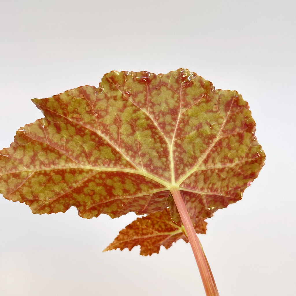 TOP CUTTING Begonia Botanicaz 36 'Diamond Drip' (Can acclimate to house conditions)