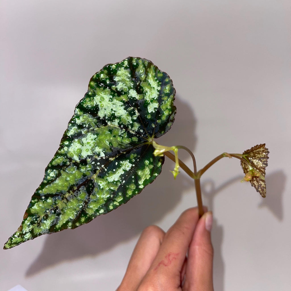 TOP CUTTING Begonia Botanicaz 79 V.2 (Can acclimate to house conditions)