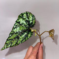 TOP CUTTING Begonia Botanicaz 79 V.2 (Can acclimate to house conditions)