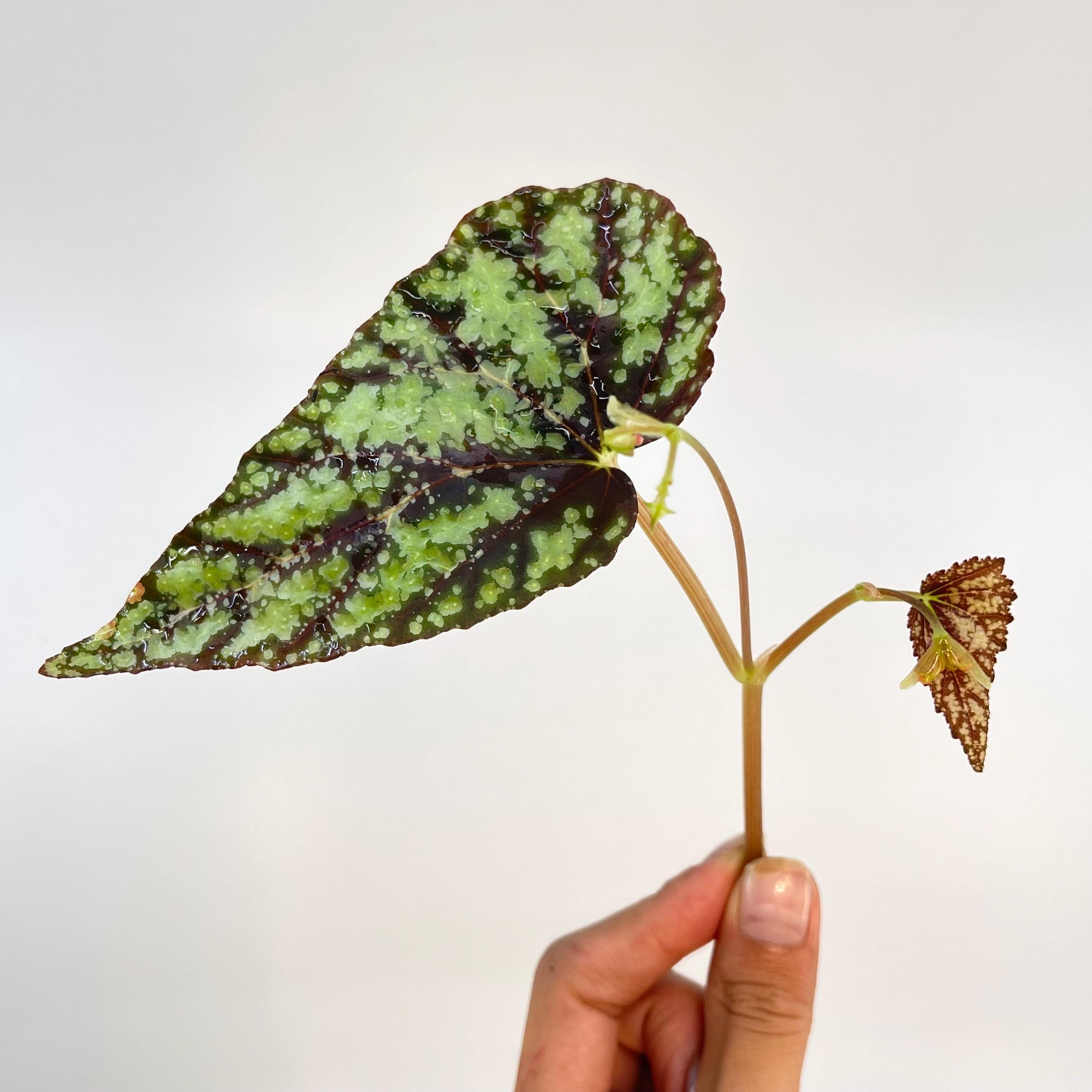 TOP CUTTING Begonia Botanicaz 79 V.2 (Can acclimate to house conditions)