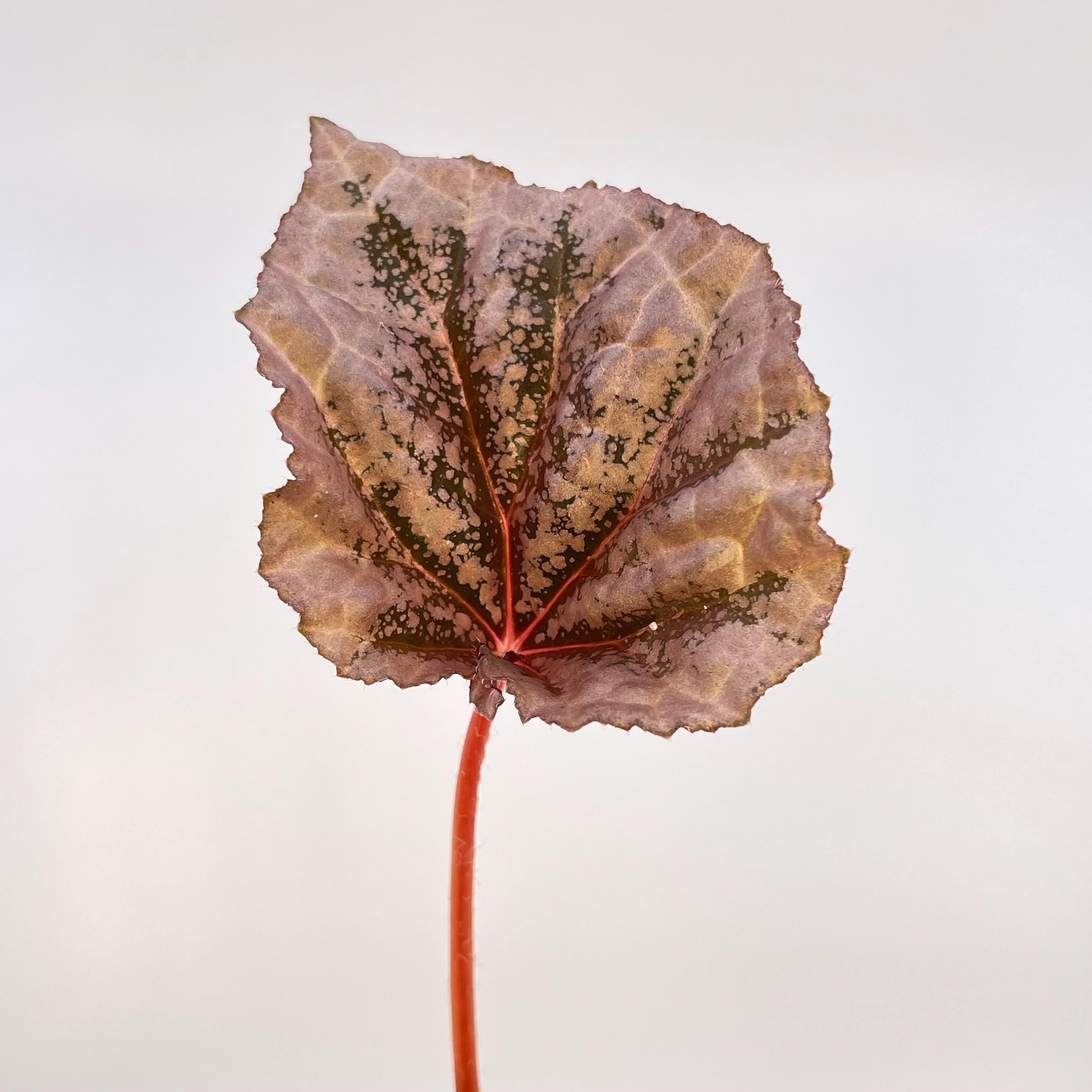 LEAF CUTTING only Begonia Botanicaz 59 'Rosé' (Can acclimate to house conditions)