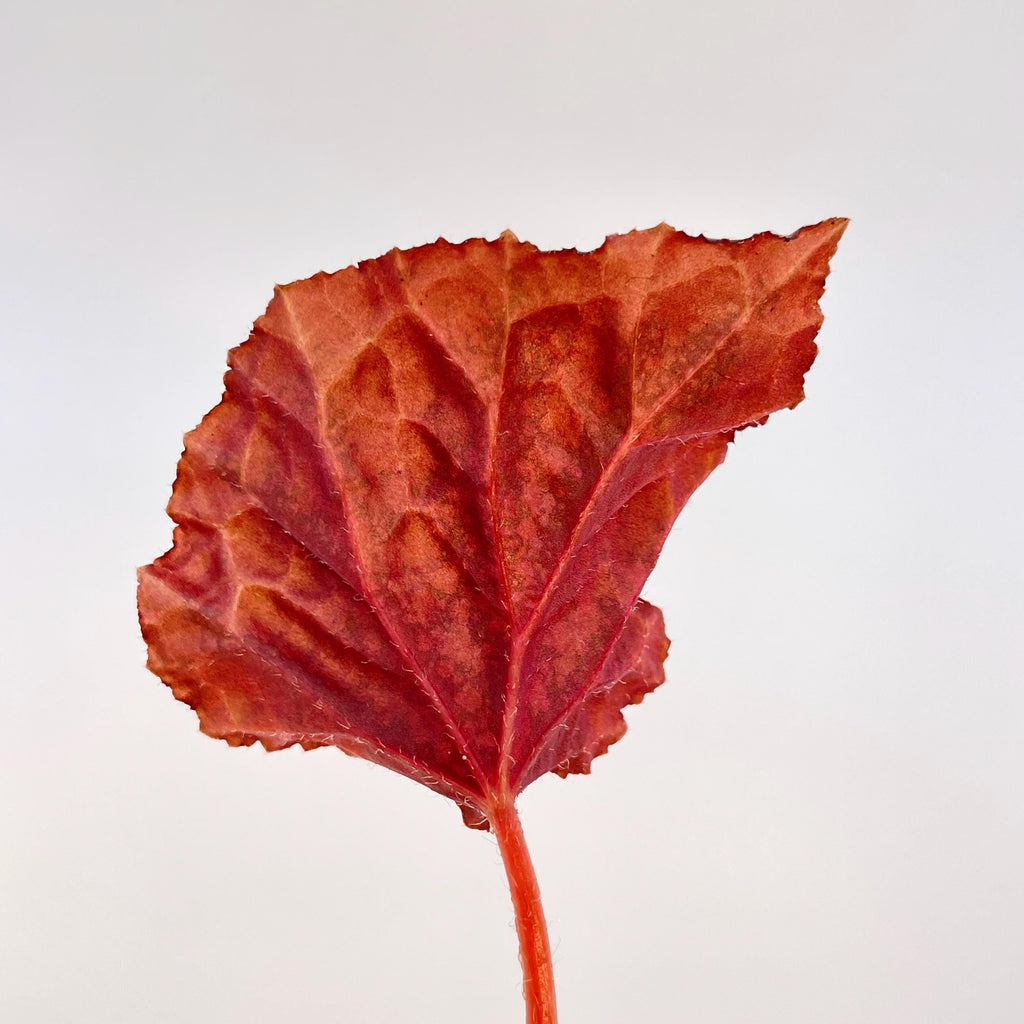 LEAF CUTTING only Begonia Botanicaz 59 'Rosé' (Can acclimate to house conditions)