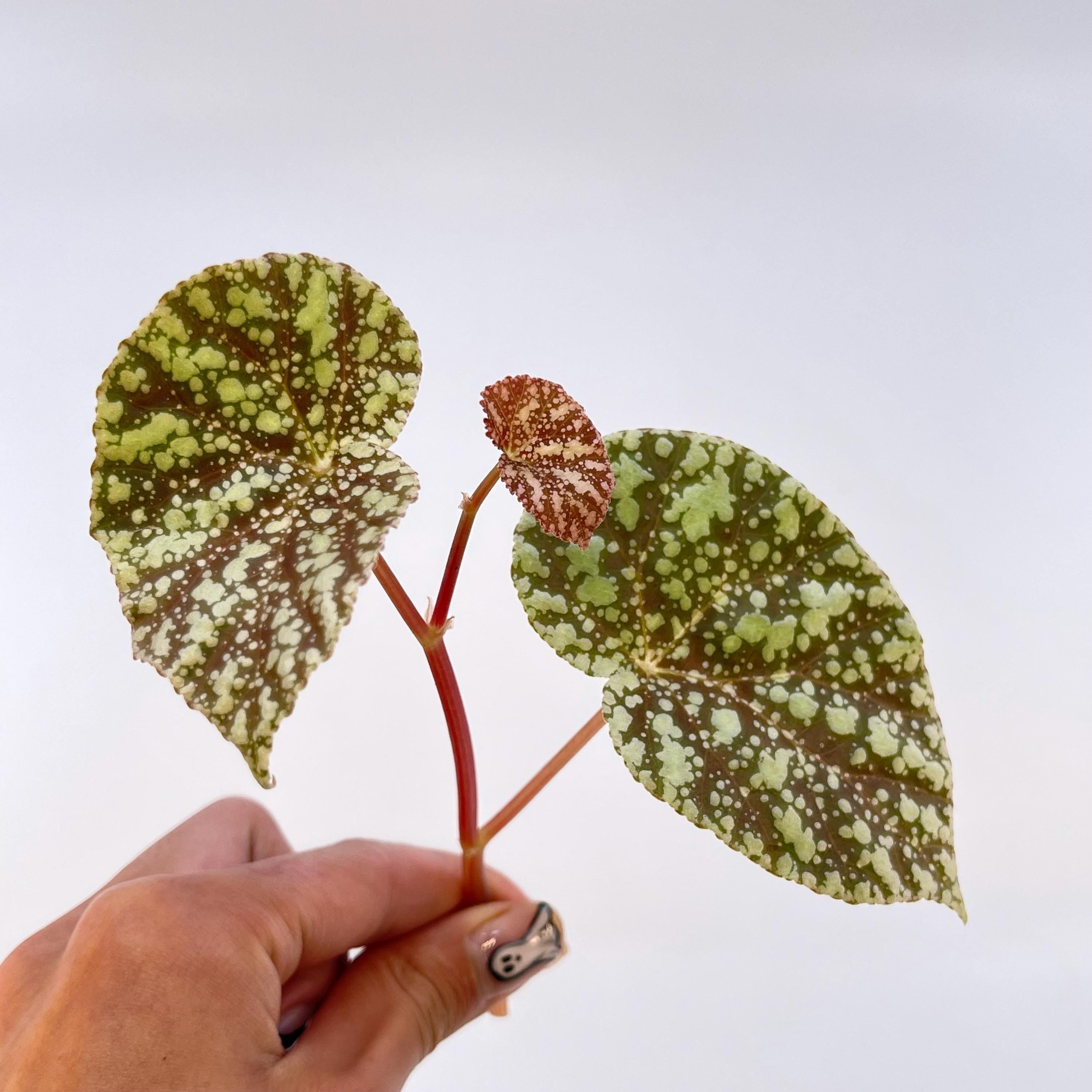 TOP CUTTING Begonia Botanicaz 36 'Moonlight' (Can acclimate to house conditions)