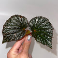 TOP CUTTING Begonia Botanicaz 63