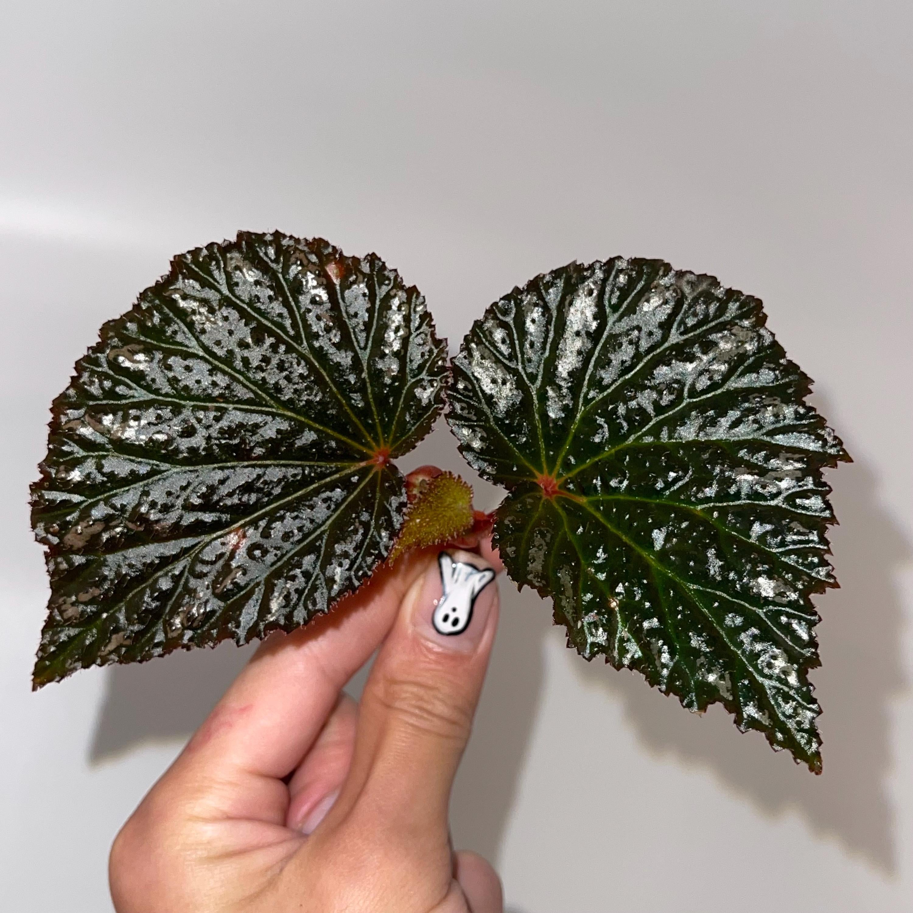TOP CUTTING Begonia Botanicaz 63