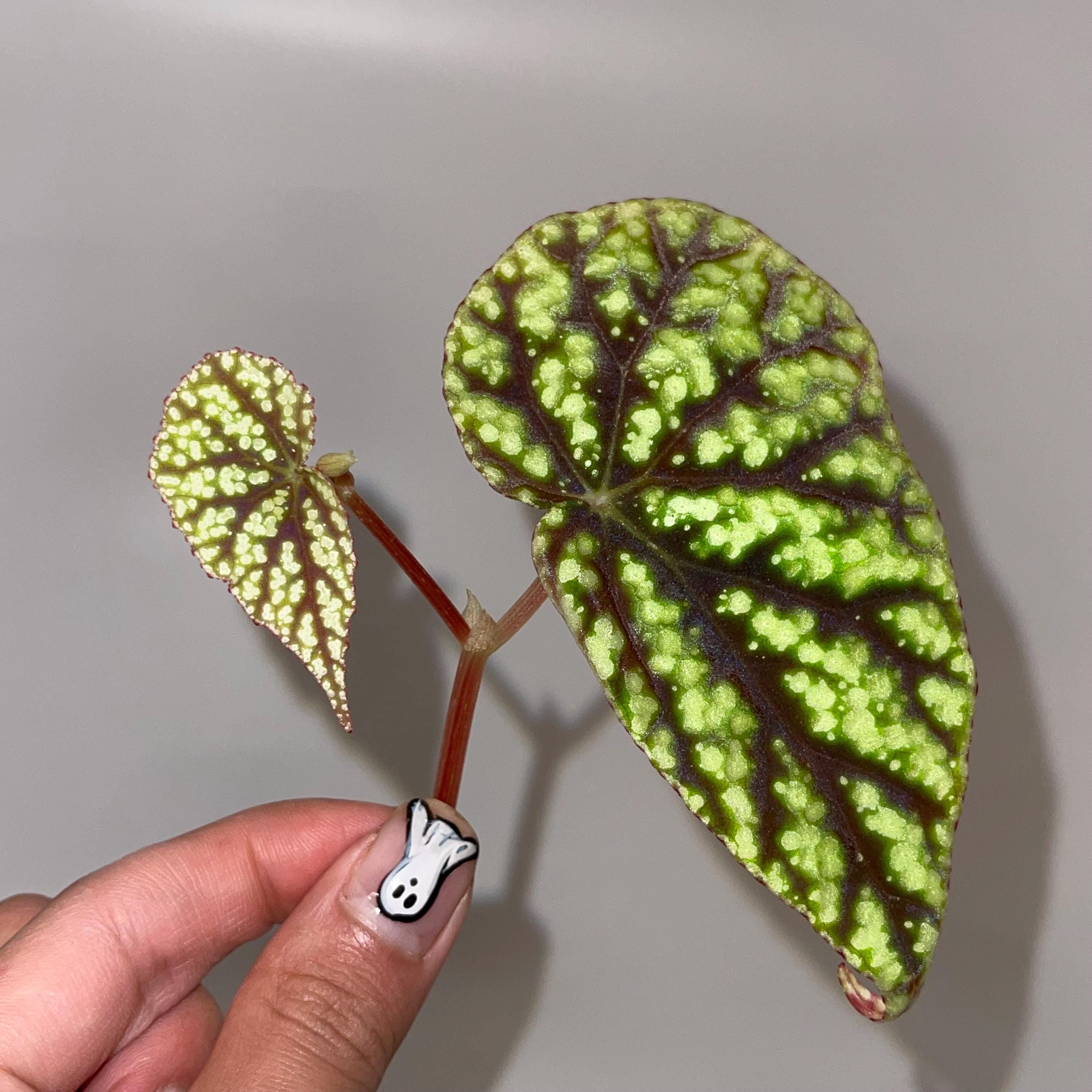 TOP CUTTING Begonia Botanicaz 96 V.8 (Can acclimate to house conditions)