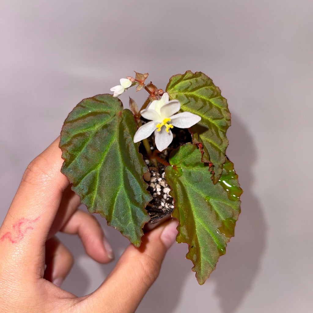 Begonia Botanicaz 87 V.2