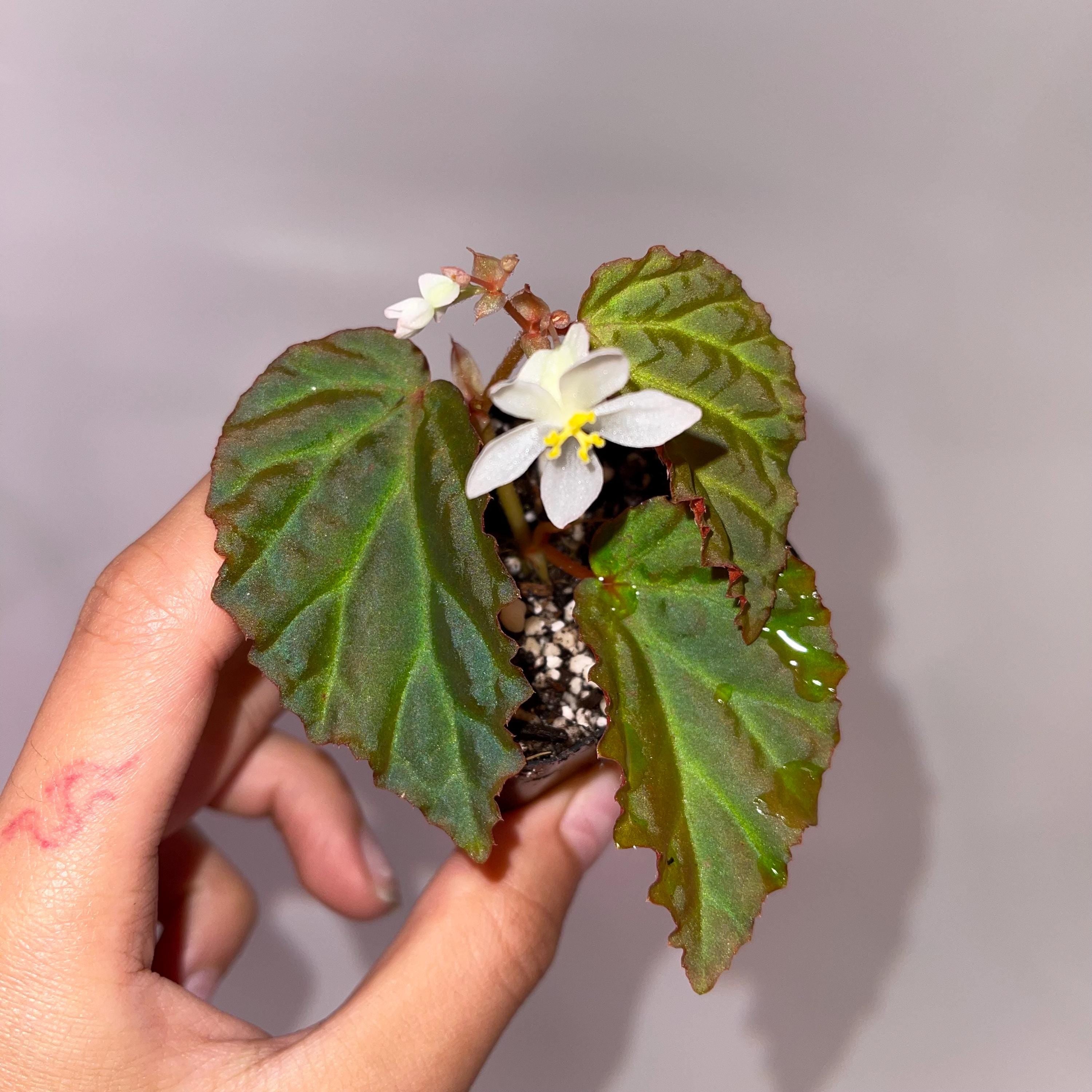 Begonia Botanicaz 87 V.2