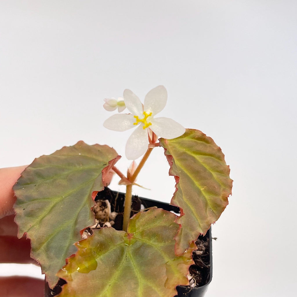 Begonia Botanicaz 87 V.2