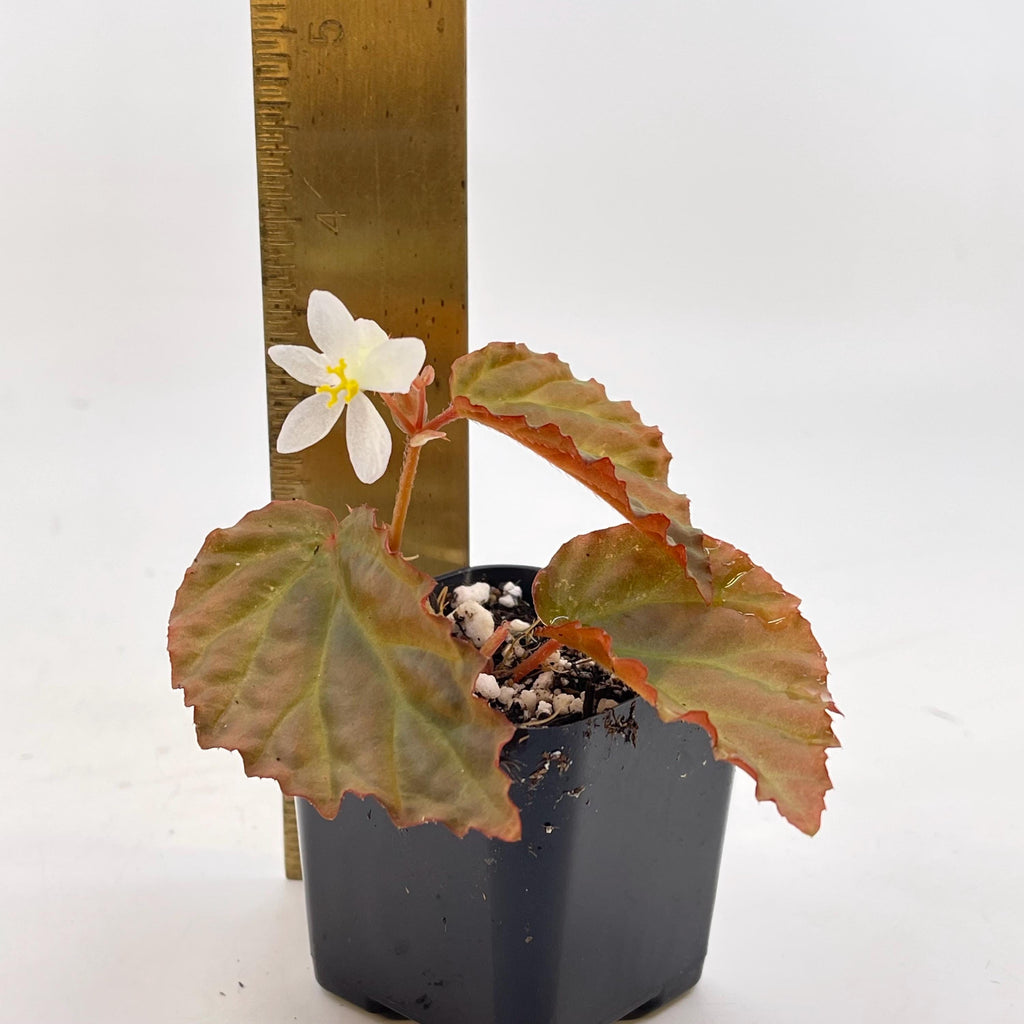 Begonia Botanicaz 87 V.2