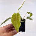 Variegated Philodendron micans ‘mint’ (Can acclimate to house conditions)