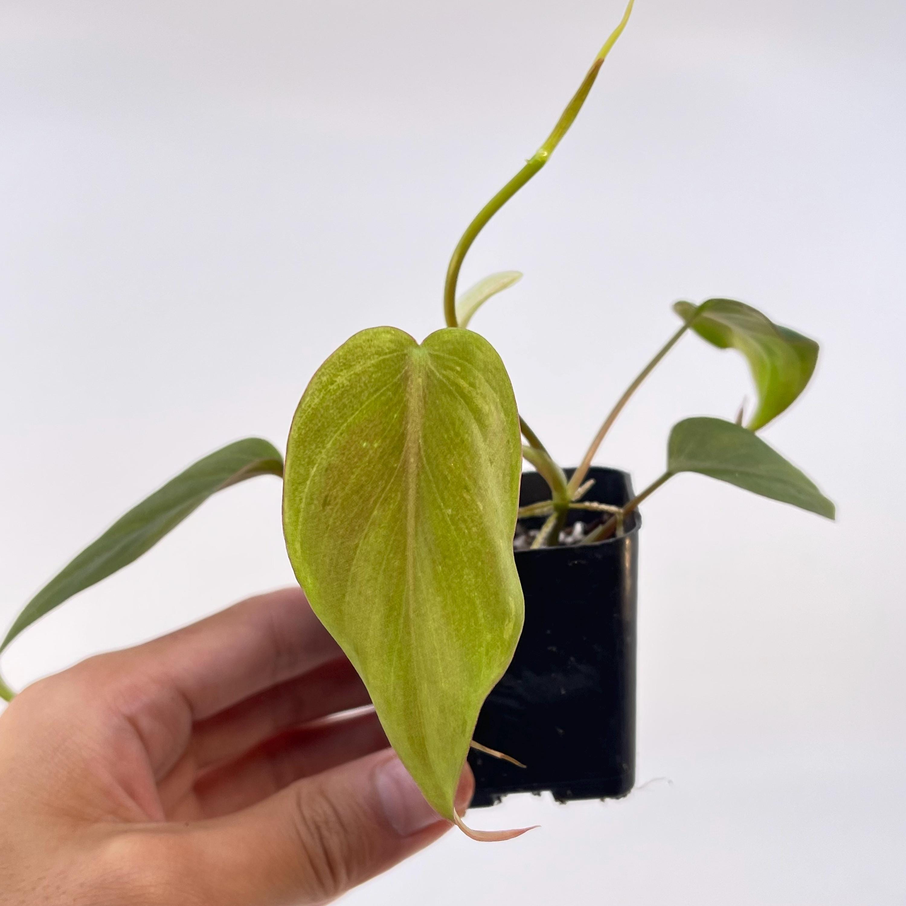 Variegated Philodendron micans ‘mint’ (Can acclimate to house conditions)