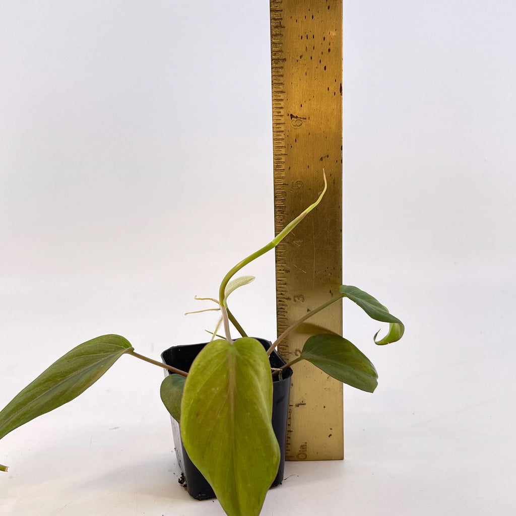 Variegated Philodendron micans ‘mint’ (Can acclimate to house conditions)