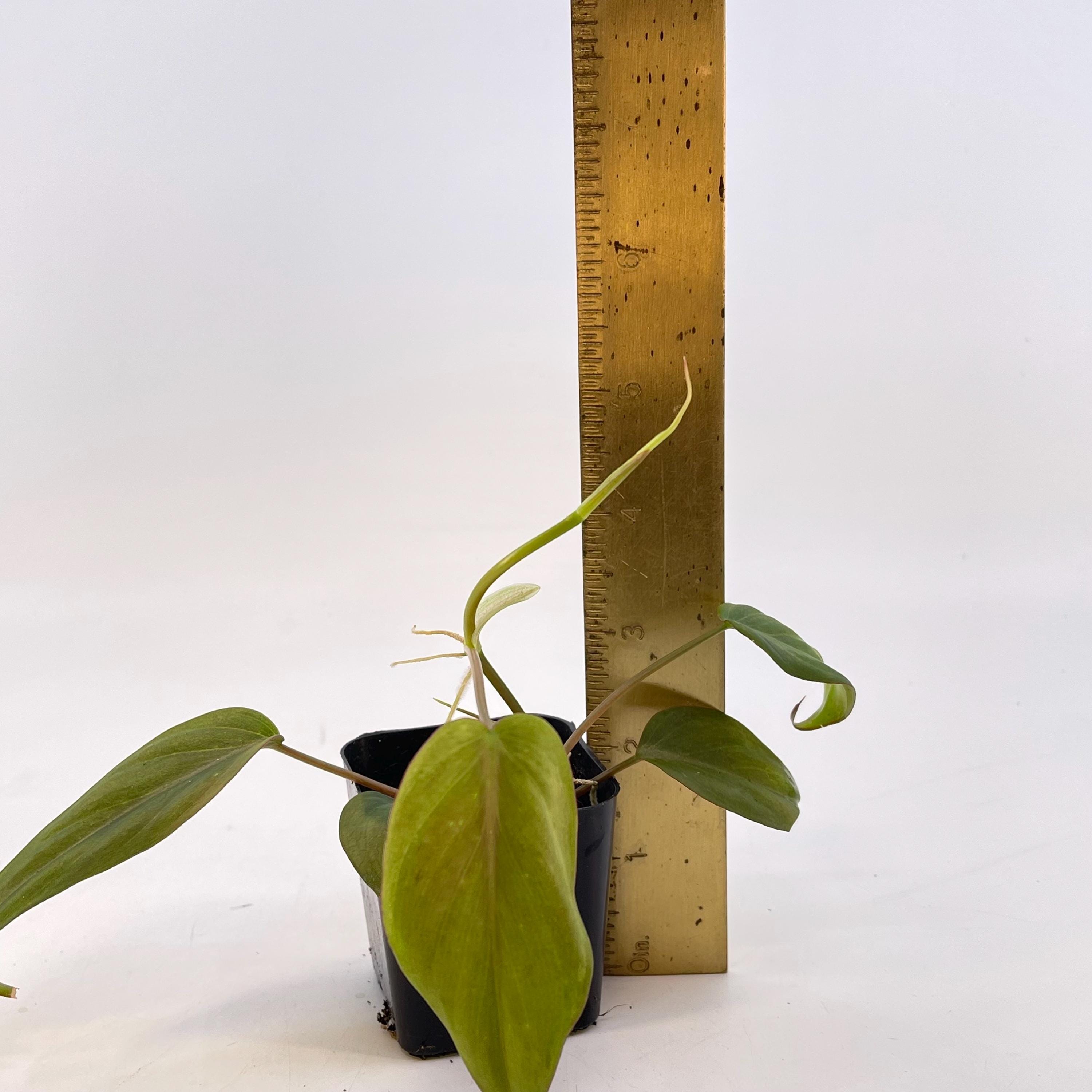 Variegated Philodendron micans ‘mint’ (Can acclimate to house conditions)