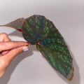 TOP CUTTING Begonia Botanicaz 79 V.1 (Can acclimate to house conditions)
