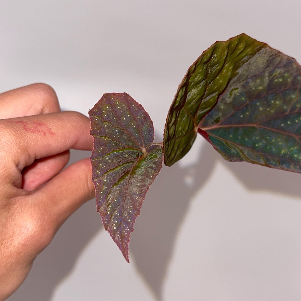 TOP CUTTING Begonia Botanicaz 79 V.1 (Can acclimate to house conditions)