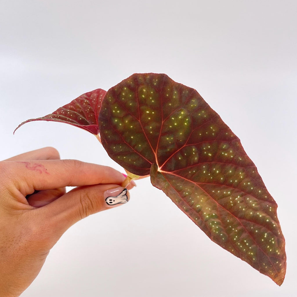 TOP CUTTING Begonia Botanicaz 79 V.1 (Can acclimate to house conditions)