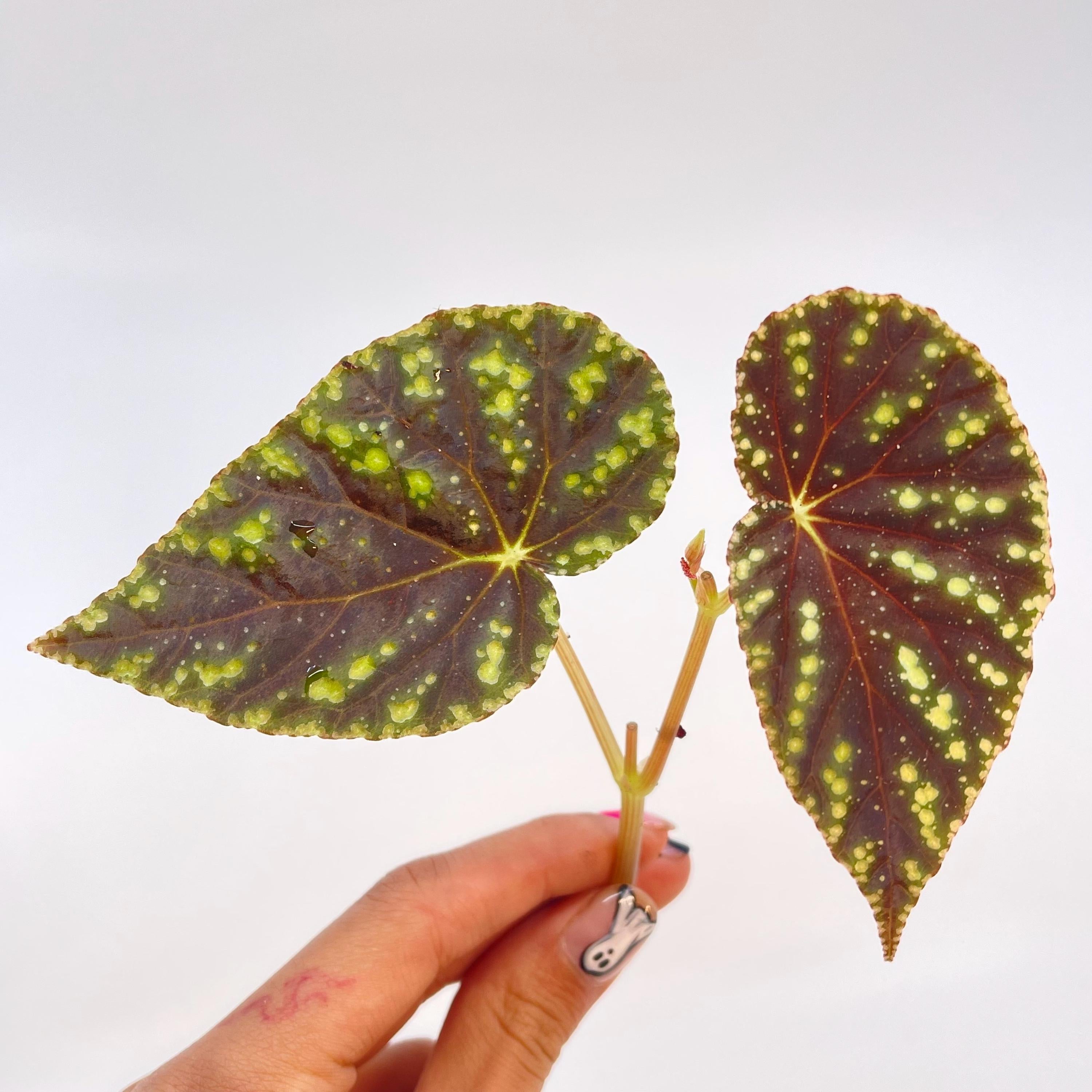 TOP CUTTING Begonia Botanicaz 90 V.1 (Can acclimate to house conditions)