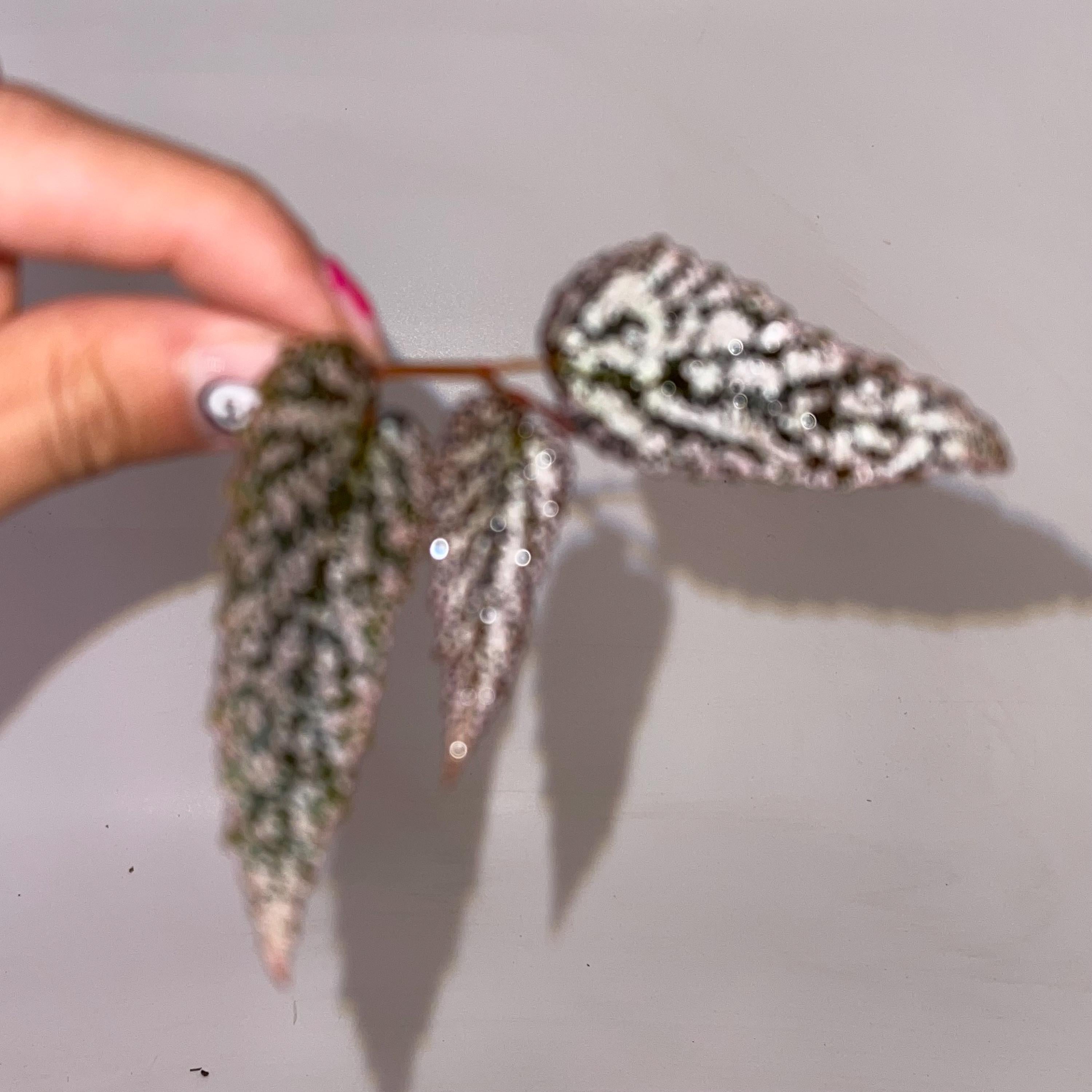 Begonia Botanicaz 20 V.2 CUTTING