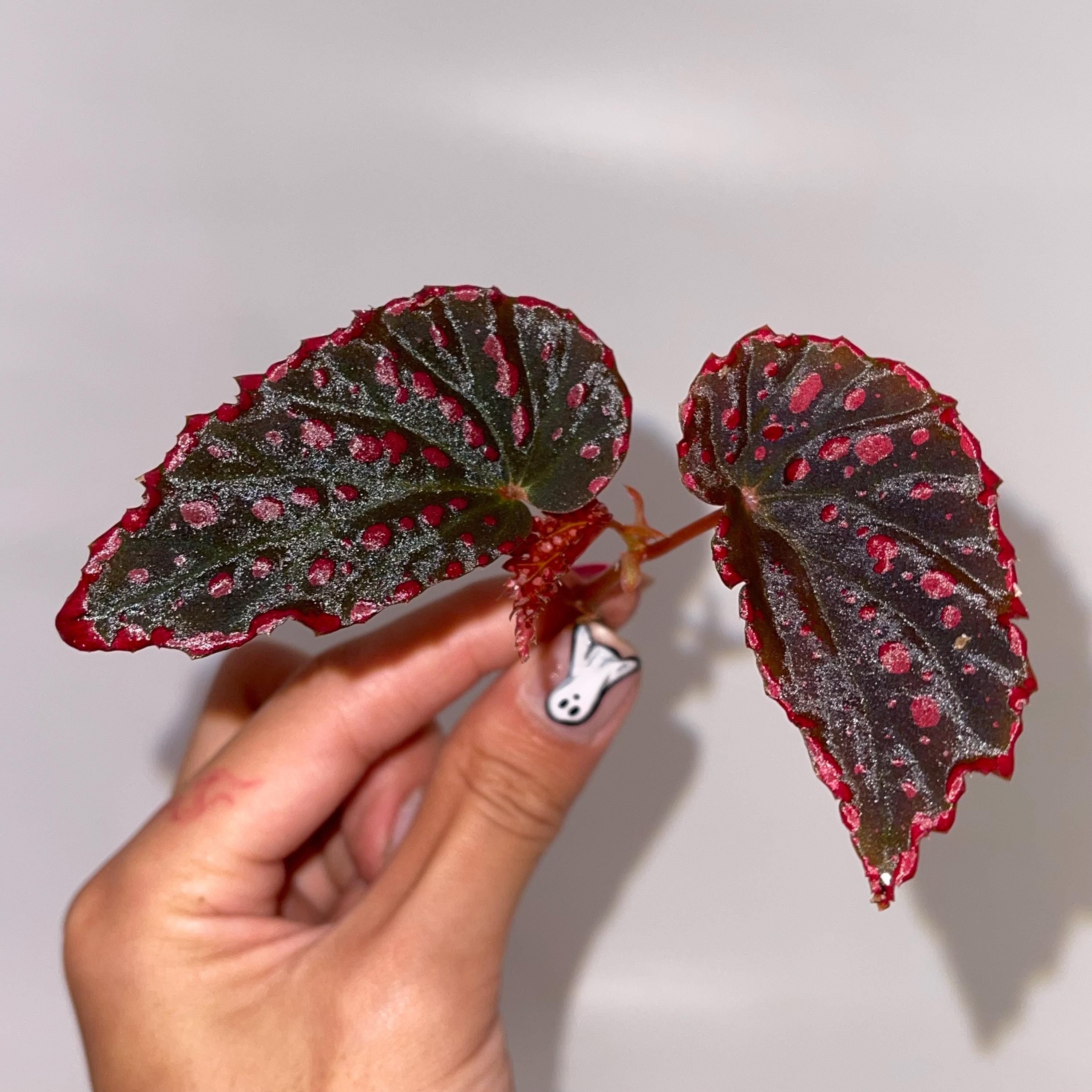 TOP CUTTING Begonia Botanicaz 44 V.1