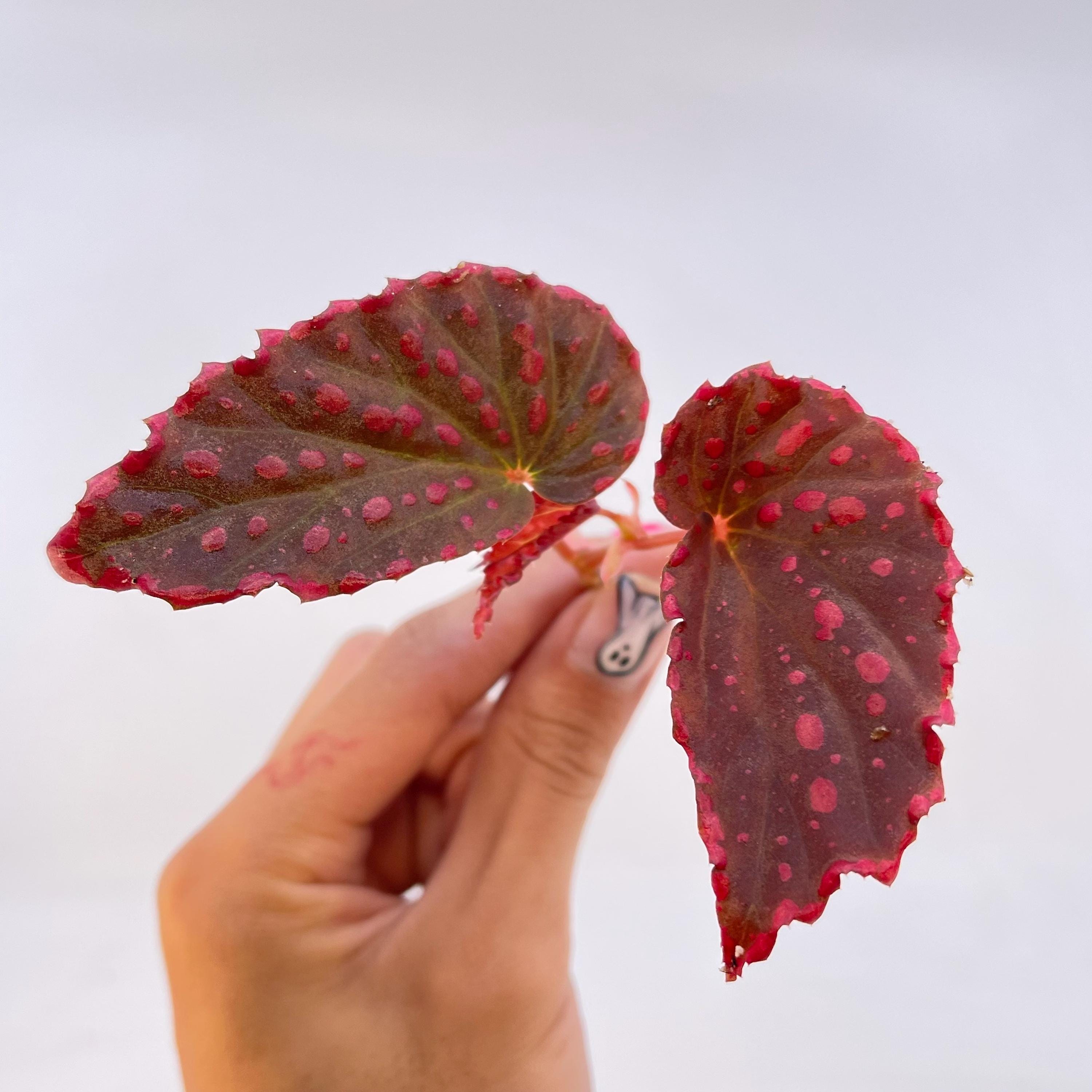 TOP CUTTING Begonia Botanicaz 44 V.1