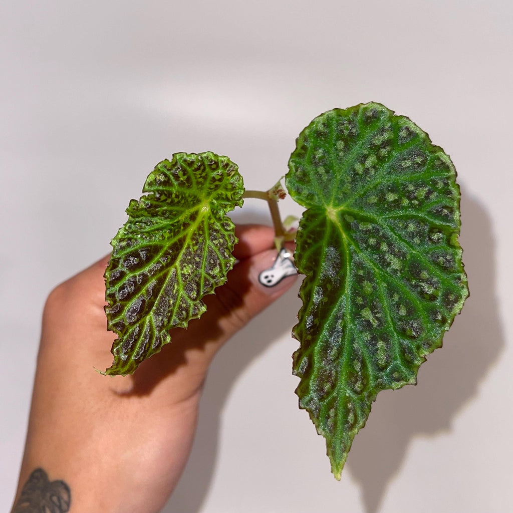 TOP CUTTING Begonia Botanicaz 48