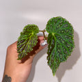 TOP CUTTING Begonia Botanicaz 48