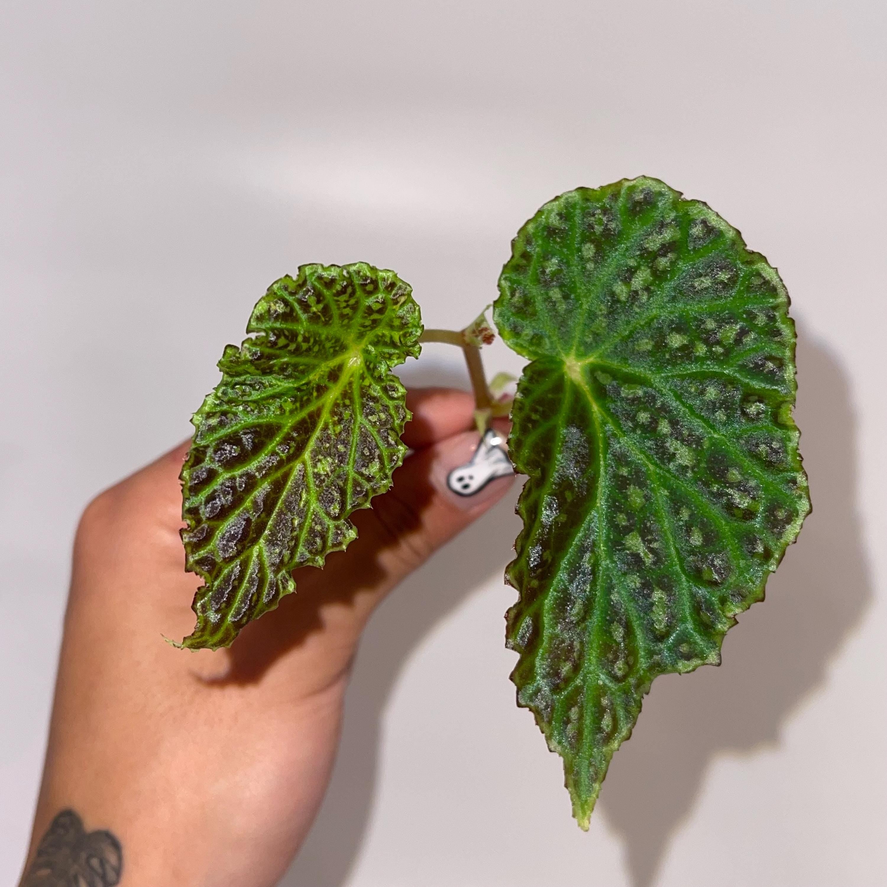 TOP CUTTING Begonia Botanicaz 48