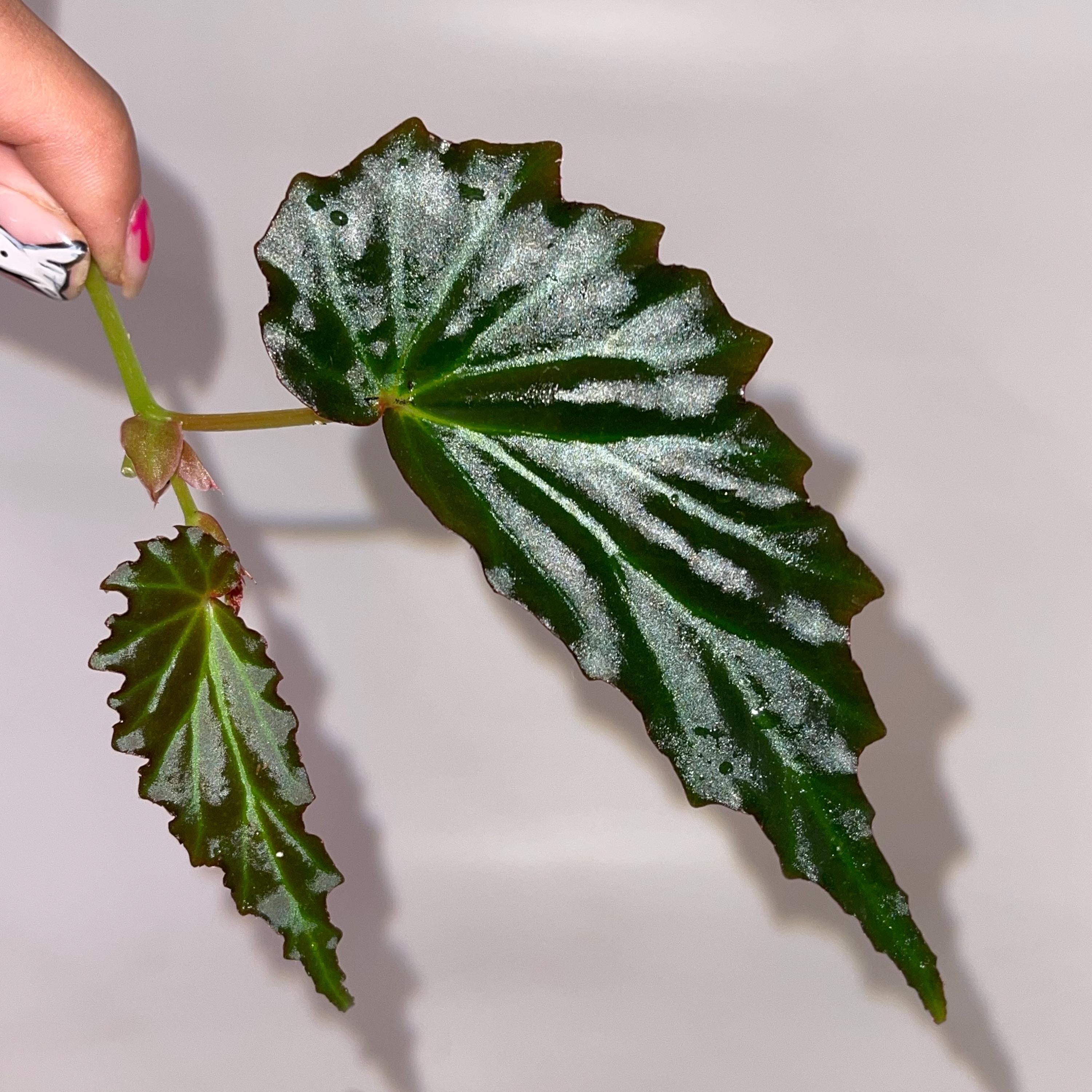 TOP CUTTING Begonia sp. borneensis (Can acclimate to house conditions)