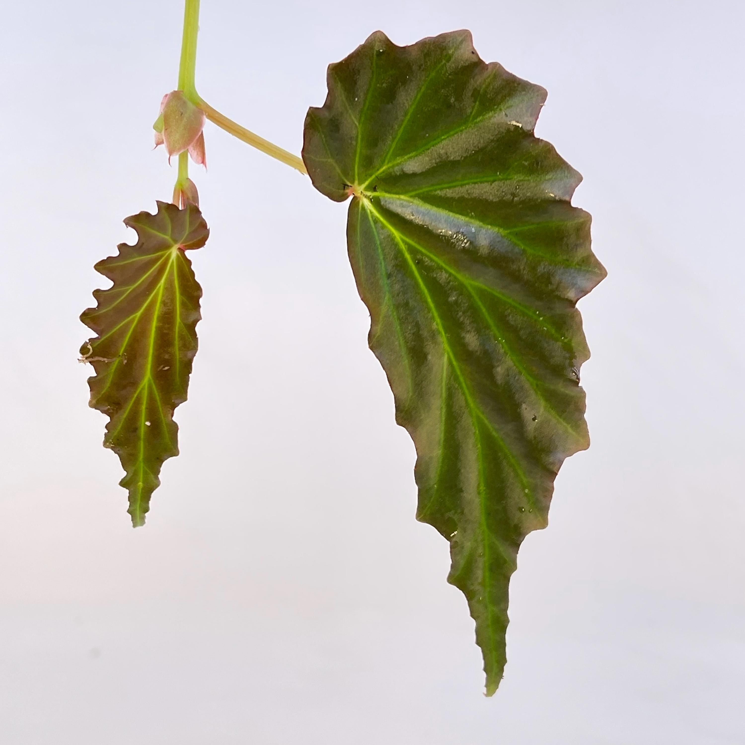 TOP CUTTING Begonia sp. borneensis (Can acclimate to house conditions)
