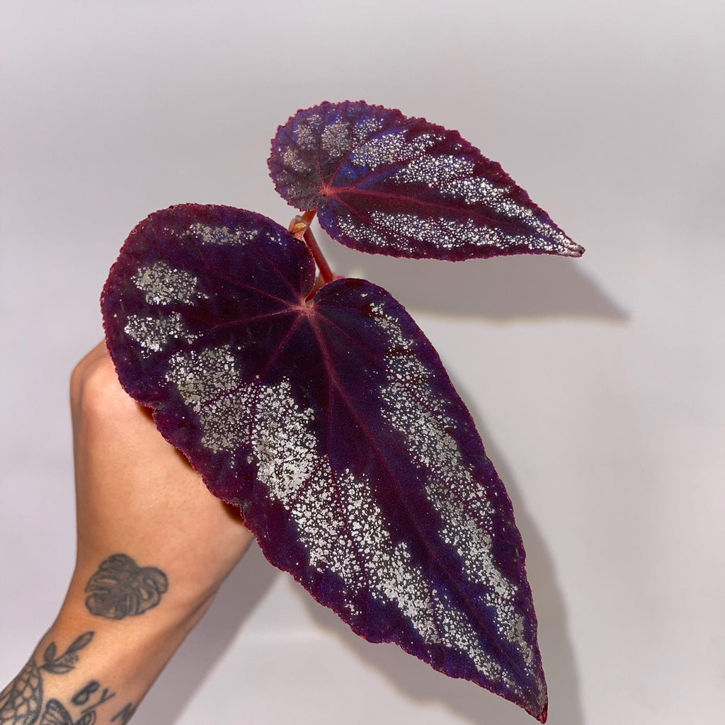 TOP CUTTING Begonia Botanicaz 105 V.3 (Can acclimate to house conditions) Fragrant Blooms