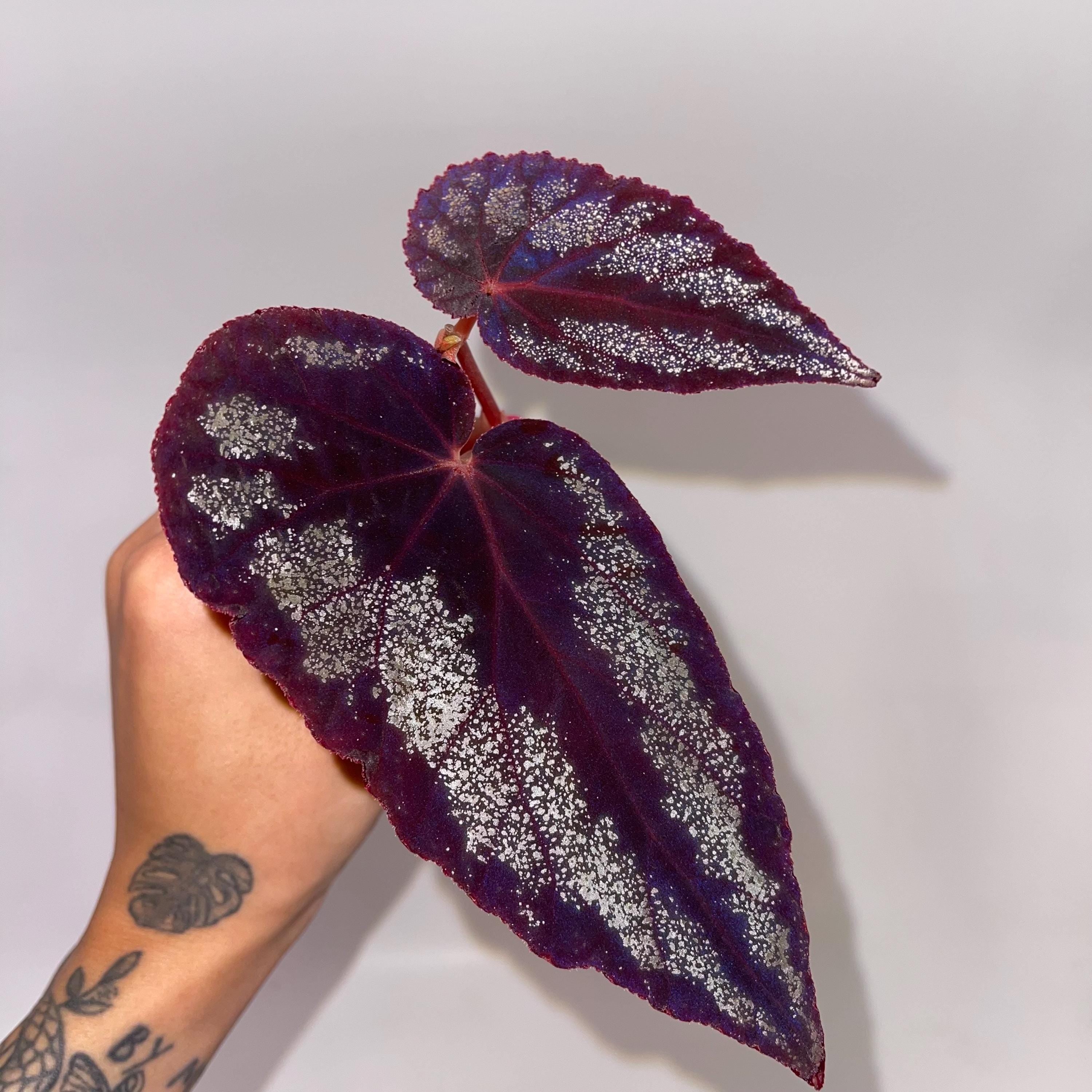 TOP CUTTING Begonia Botanicaz 105 V.3 (Can acclimate to house conditions) Fragrant Blooms