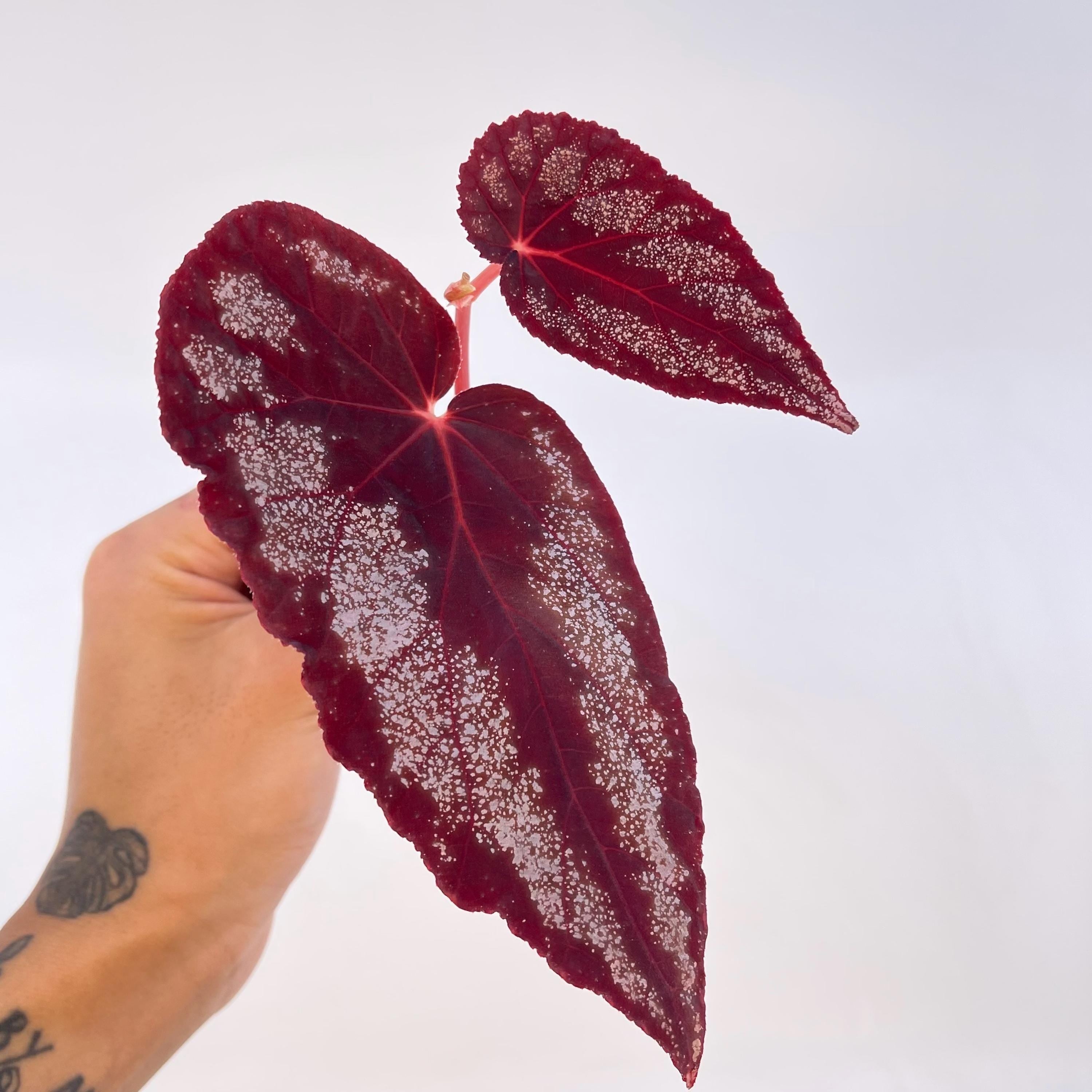 TOP CUTTING Begonia Botanicaz 105 V.3 (Can acclimate to house conditions) Fragrant Blooms