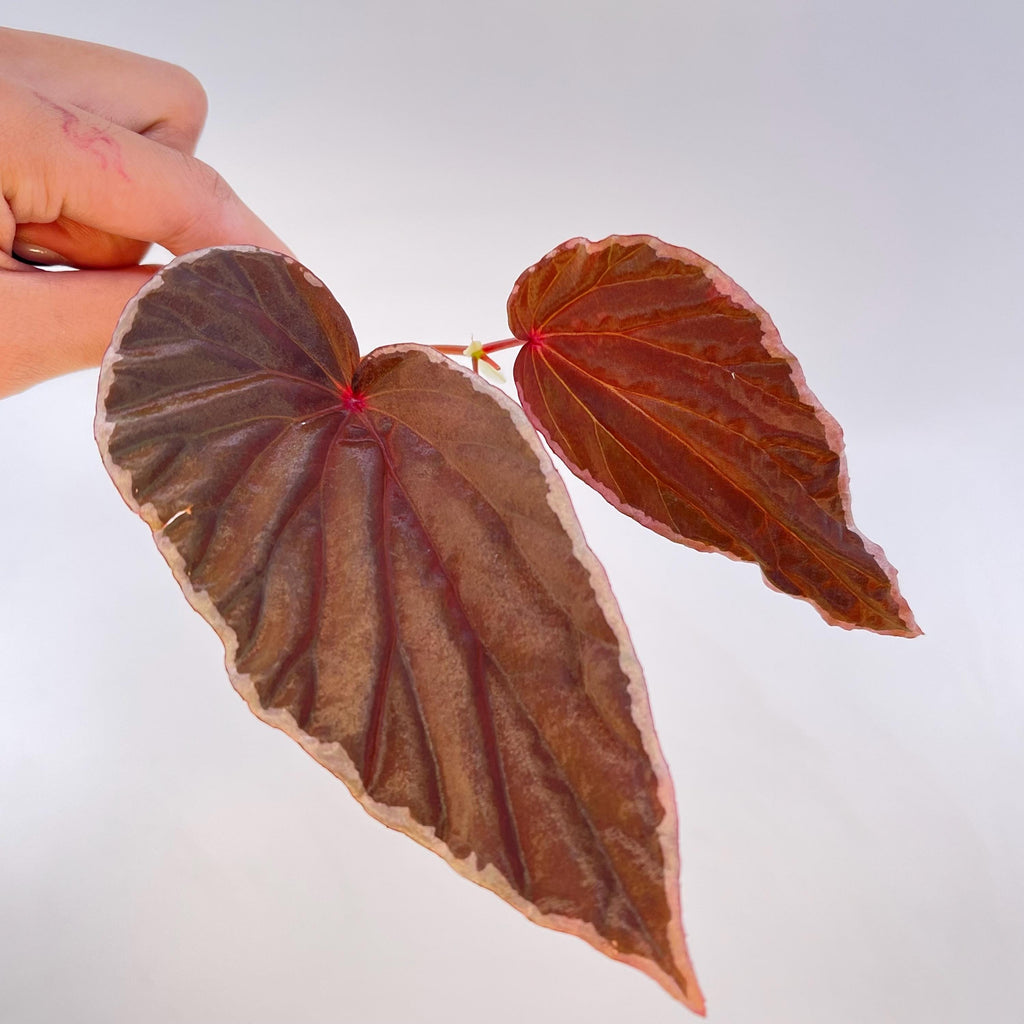 TOP CUTTING Begonia Botanicaz 150