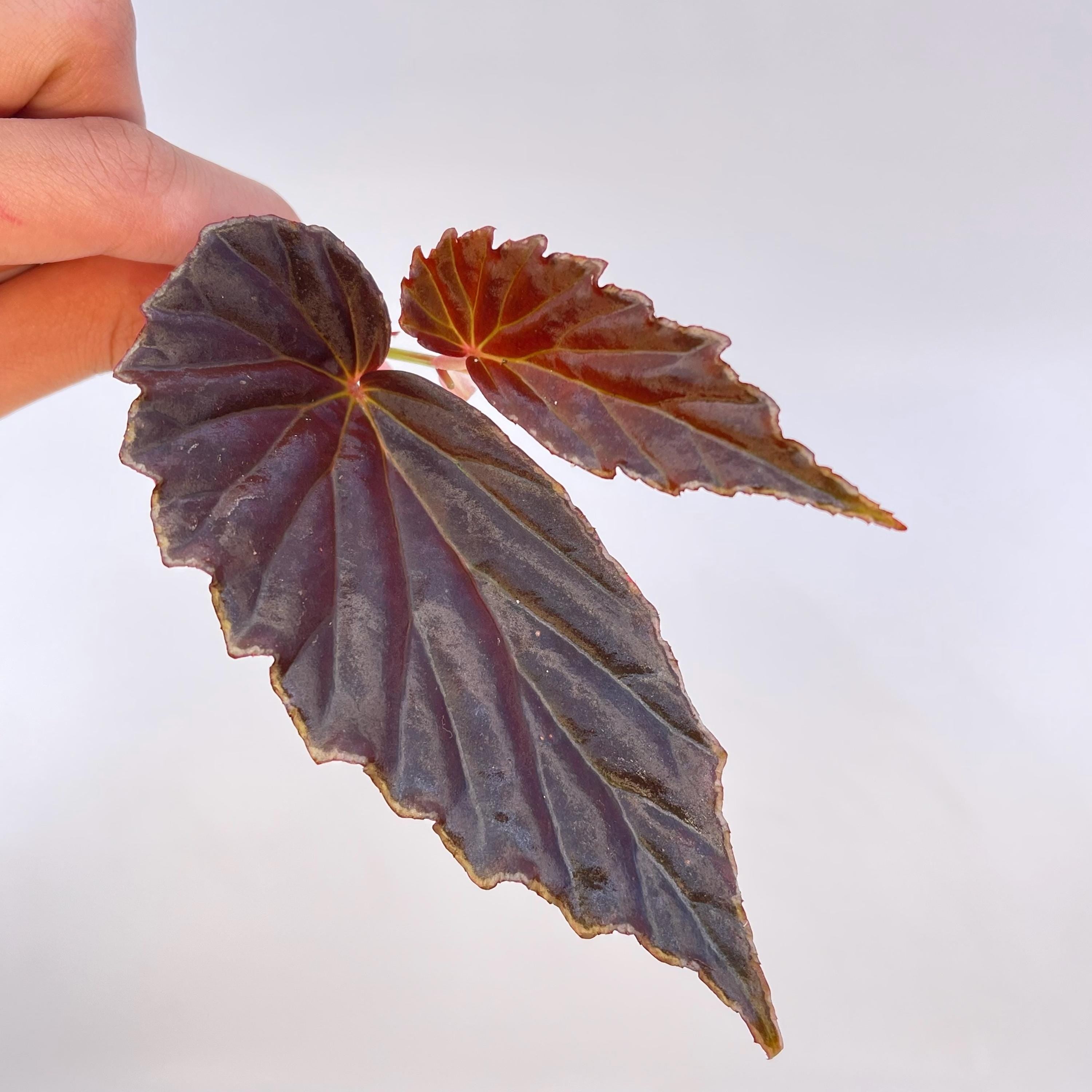 TOP CUTTING Begonia Botanicaz 3 (Can acclimate to house conditions)