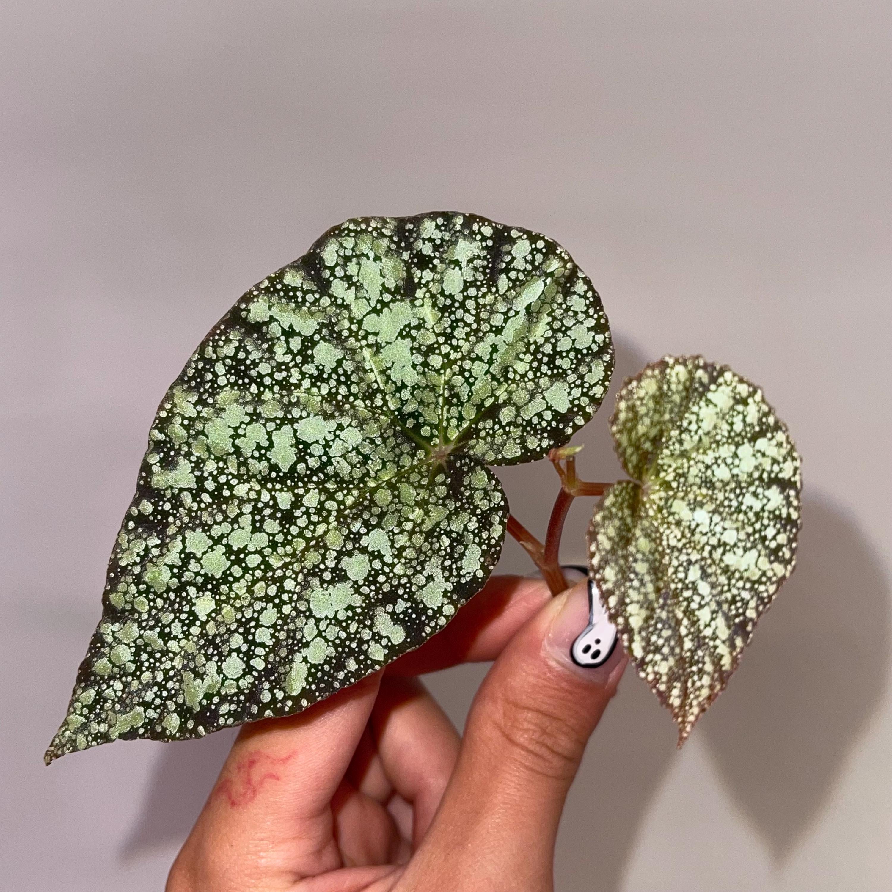 TOP CUTTING Begonia Botanicaz 36 (Can acclimate to house conditions)