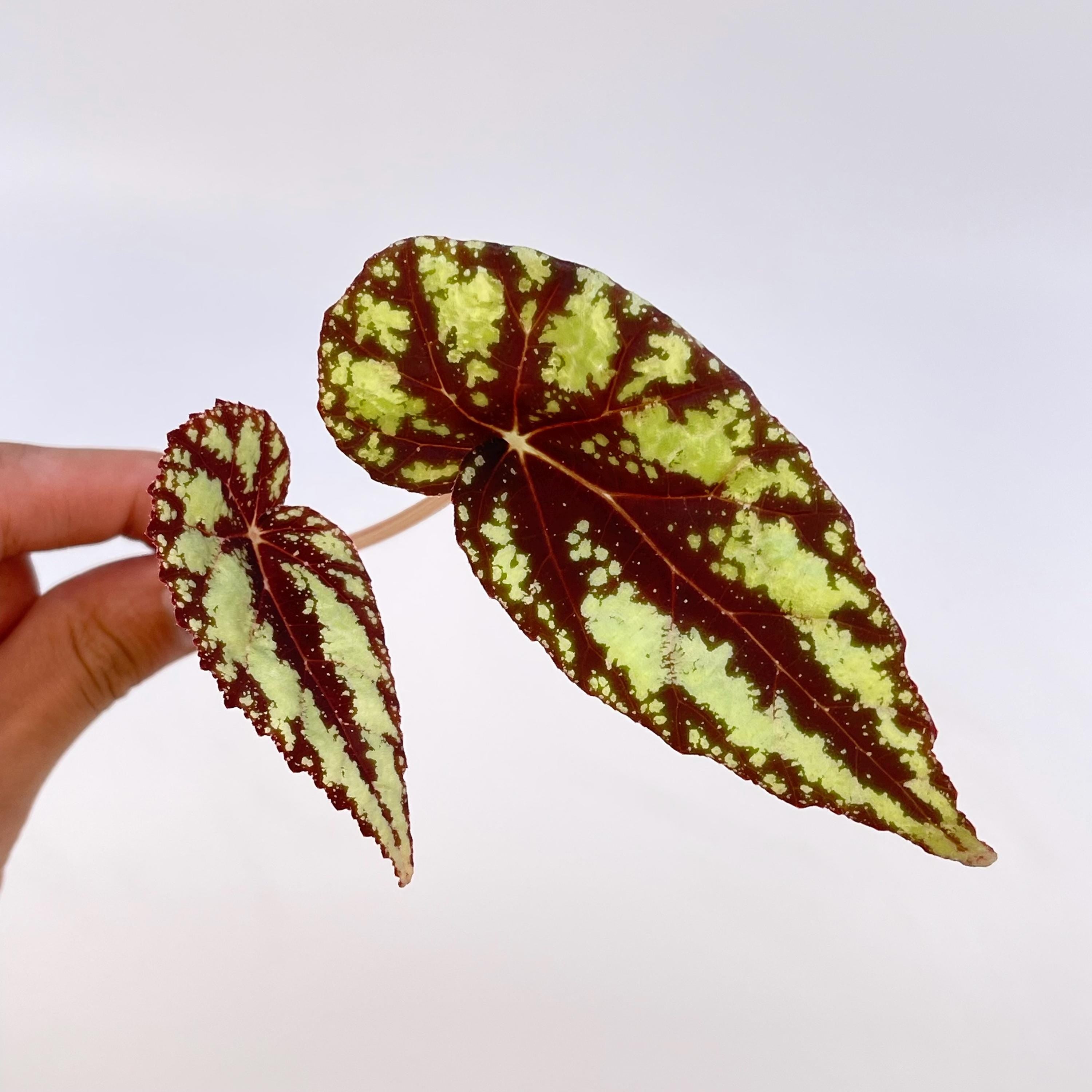 TOP CUTTING Begonia Botanicaz 105 V.5 (Can acclimate to house conditions)