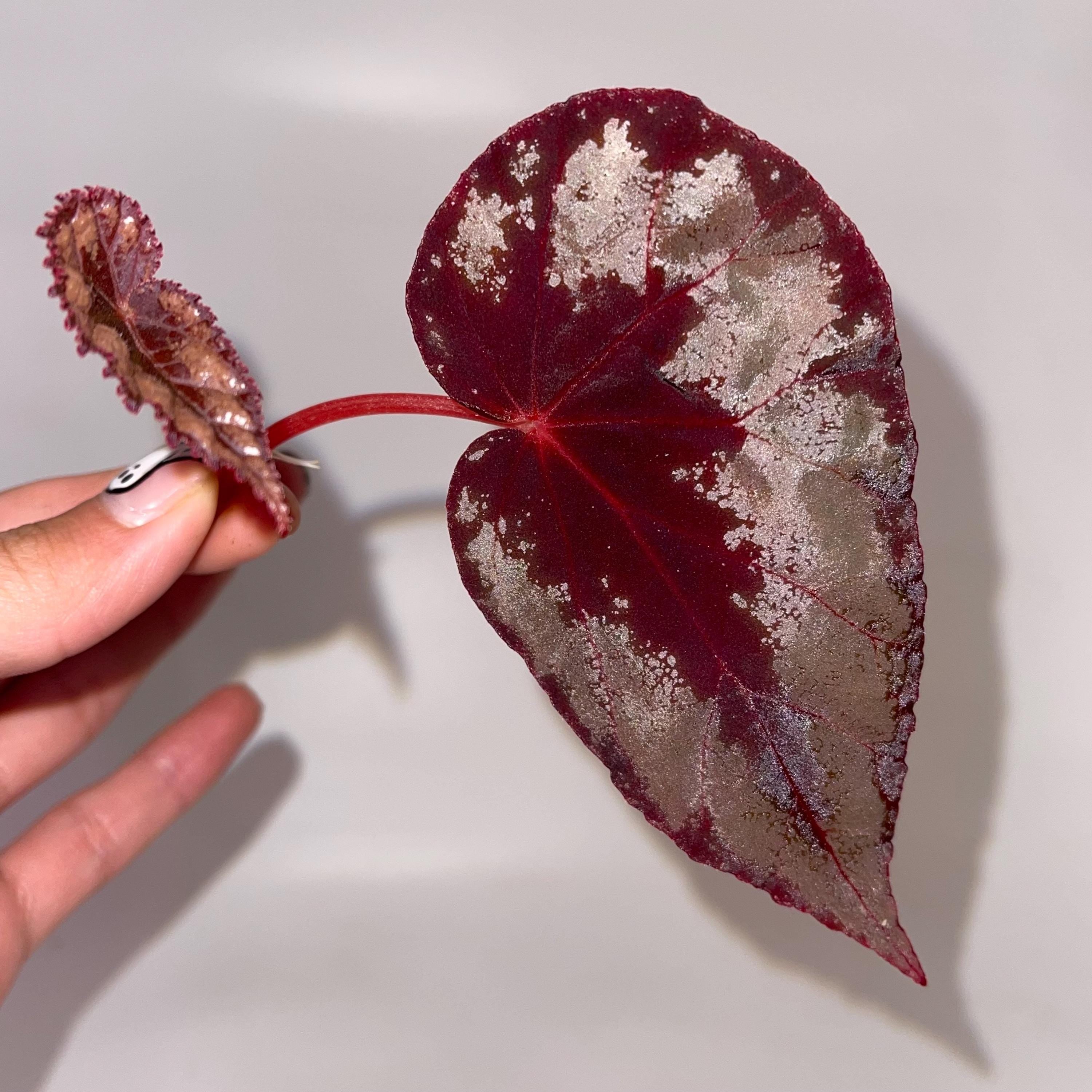 Begonia Botanicaz 105 V.2 TOP CUT (Can acclimate to house conditions)