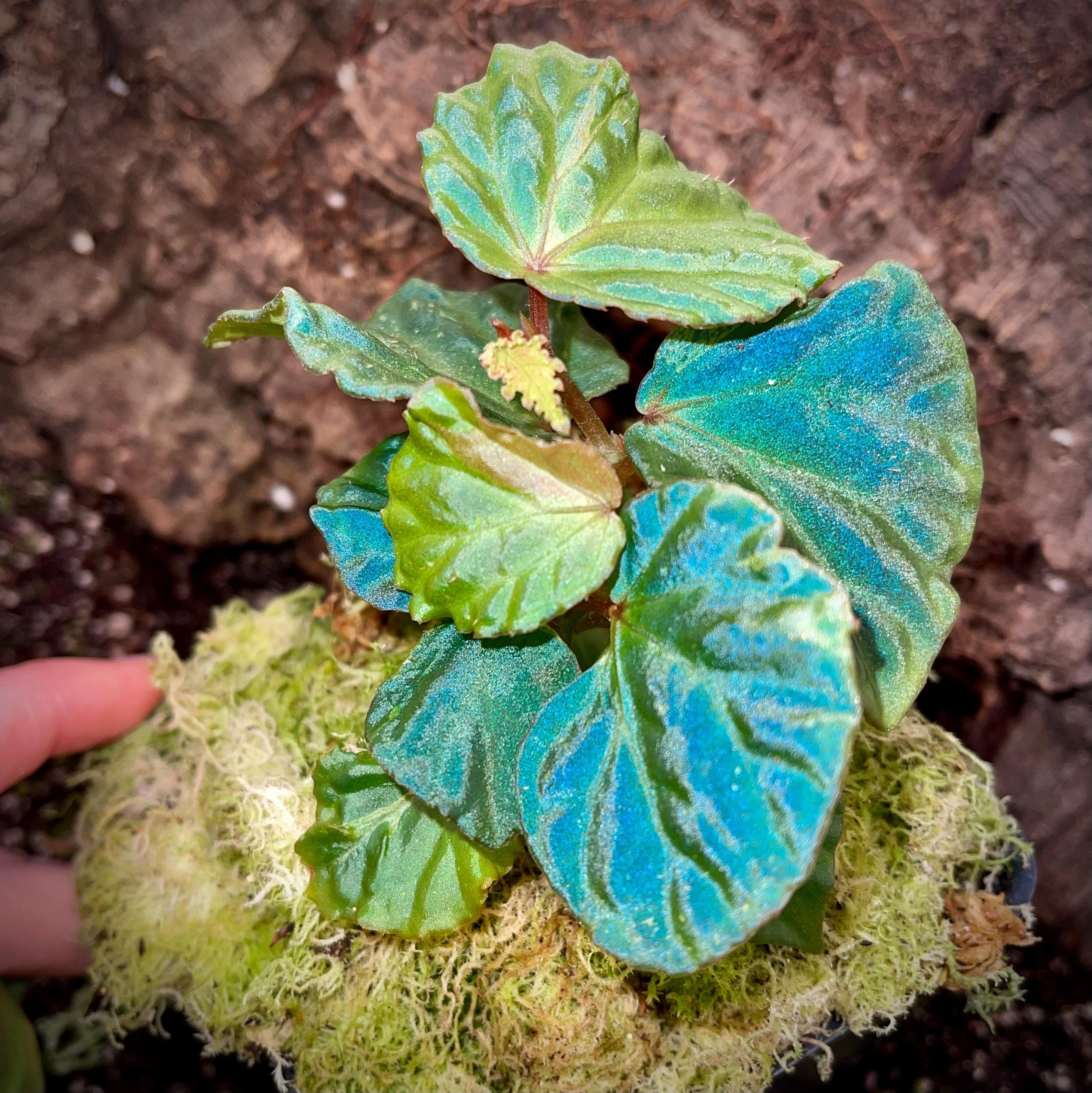 READY SOON Begonia Botanicaz 85 V.4 'Baby Blue'