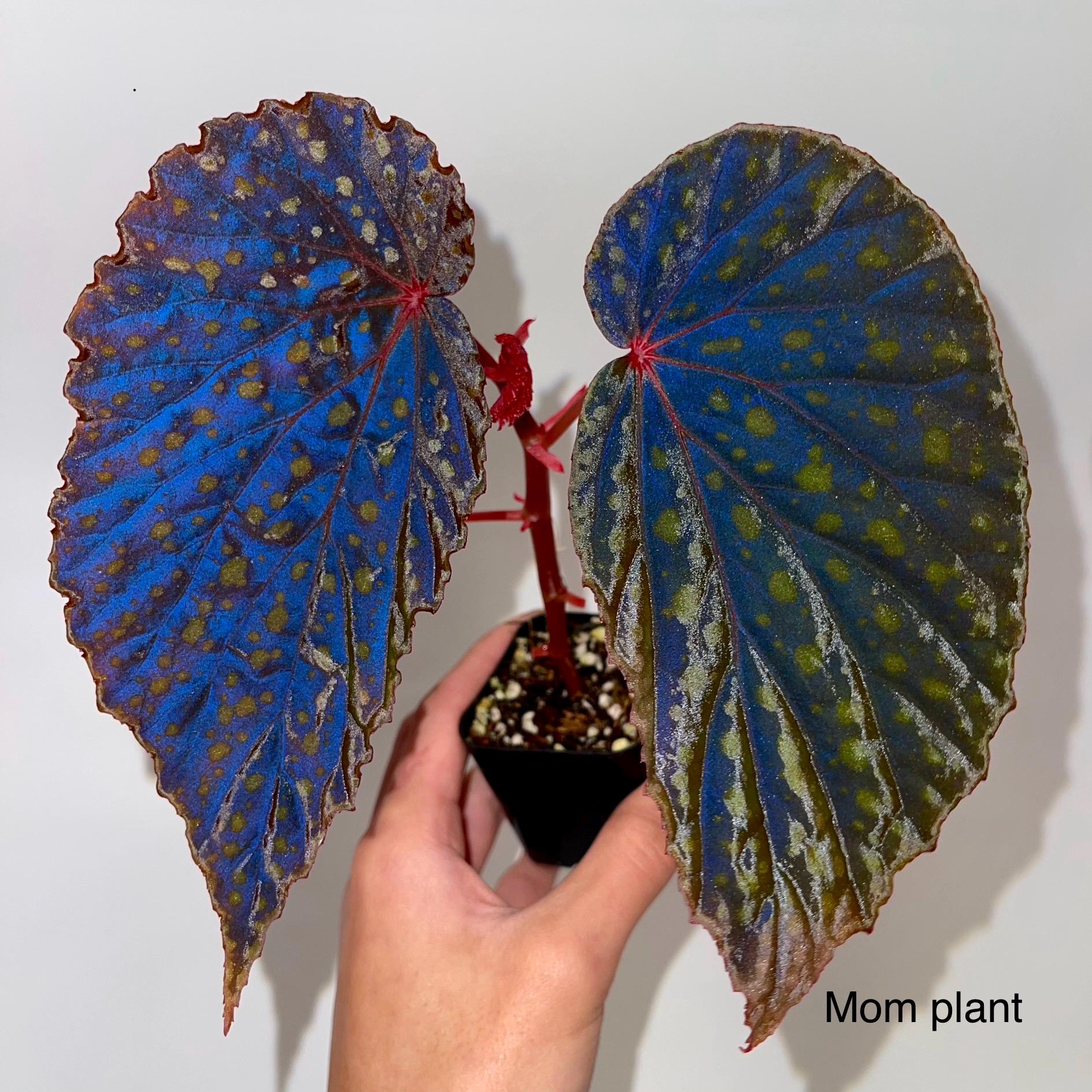Begonia Botanicaz 67 (Fragrant Blooms)