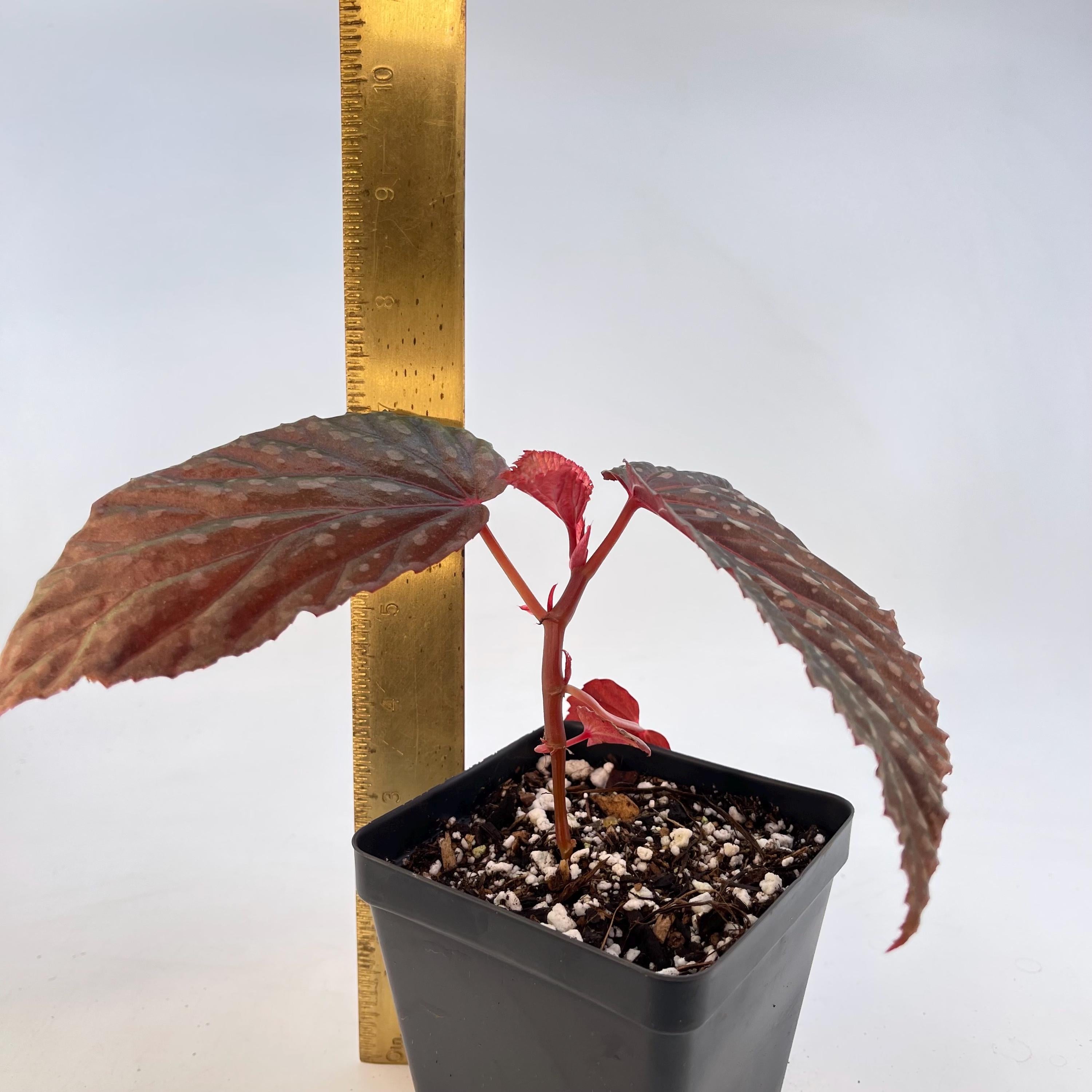 Begonia Botanicaz 67 (Fragrant Blooms)