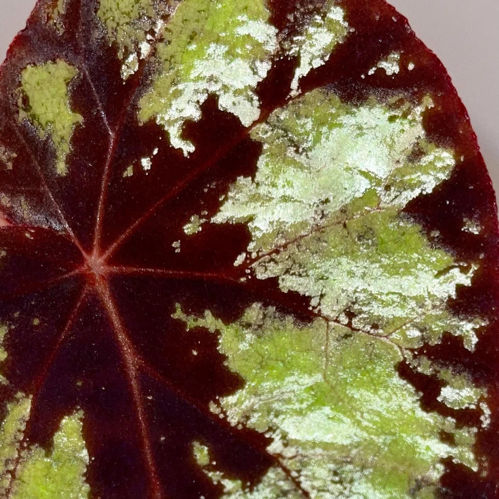 LEAF CUTTING Begonia Botanicaz 105 V.1 (Can acclimate to house conditions)