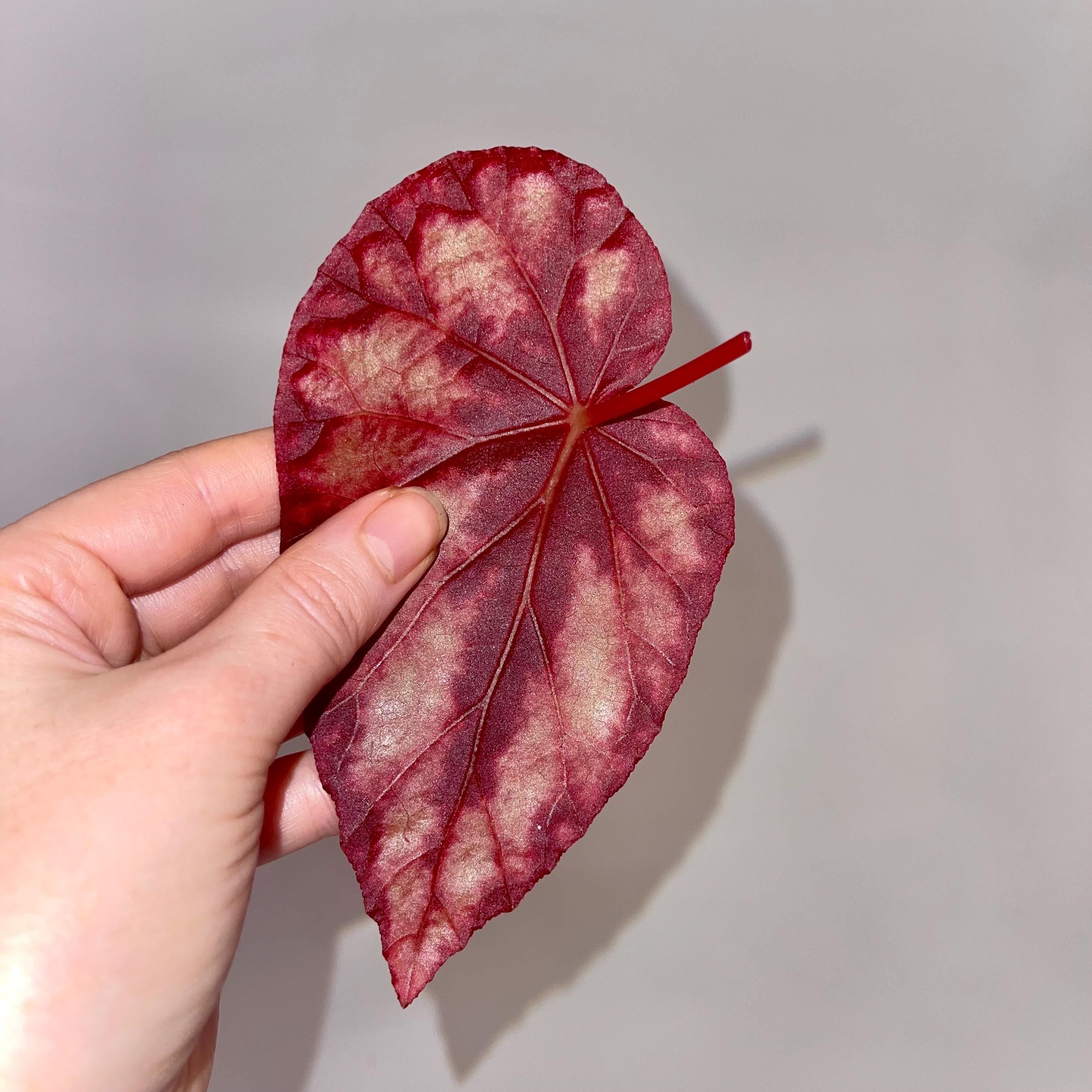 LEAF CUTTING Begonia Botanicaz 105 V.1 (Can acclimate to house conditions)