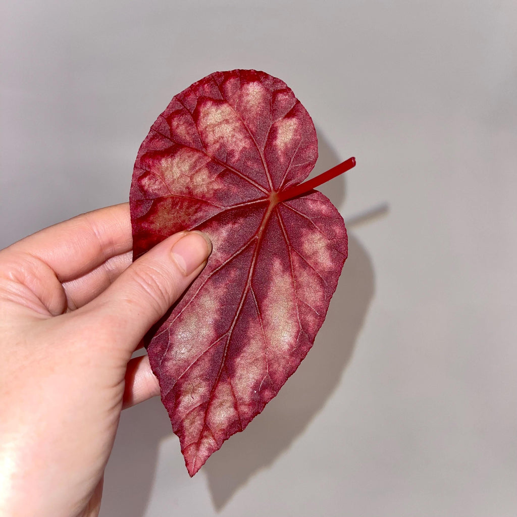 LEAF CUTTING Begonia Botanicaz 105 V.1 (Can acclimate to house conditions)