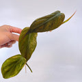 Variegated Philodendron micans ‘mint’ TOP CUTTING (Non-Exact) (Can acclimate to house conditions)