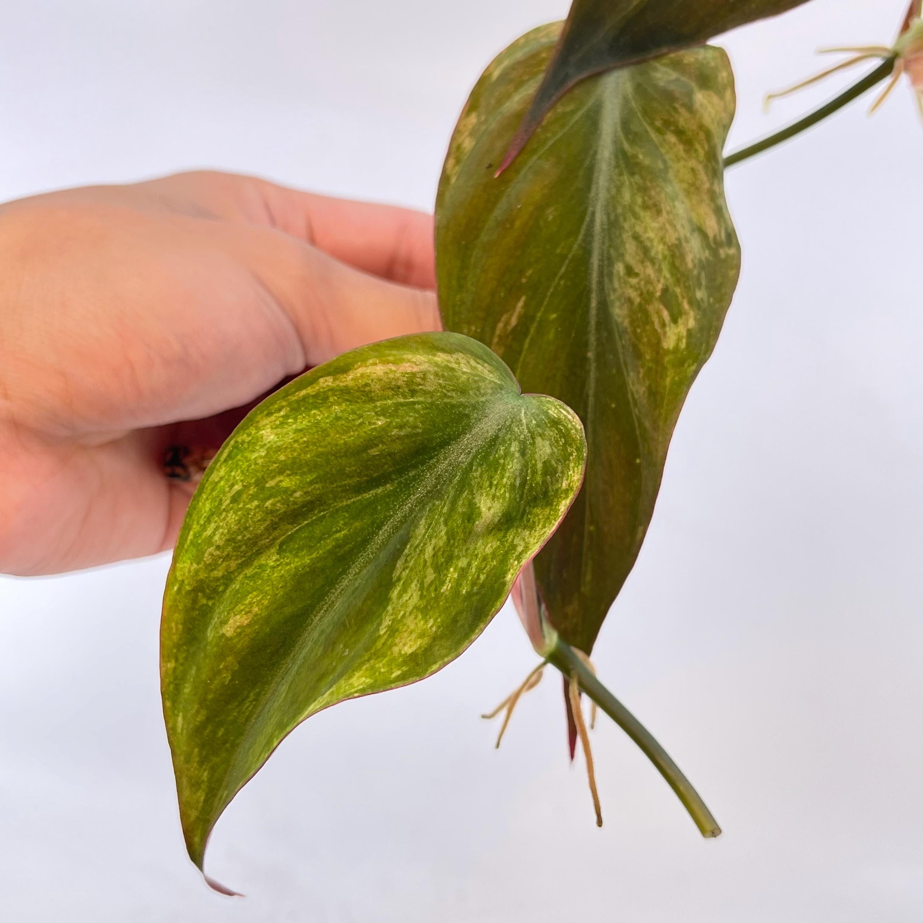 Variegated Philodendron micans ‘mint’ TOP CUTTING (Non-Exact) (Can acclimate to house conditions)