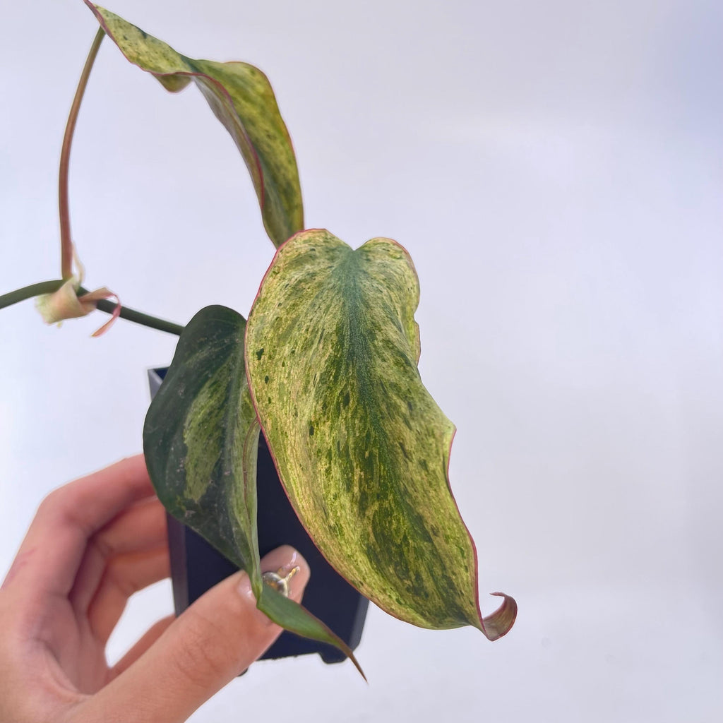 Variegated Philodendron micans ‘mint’ (non-exact)