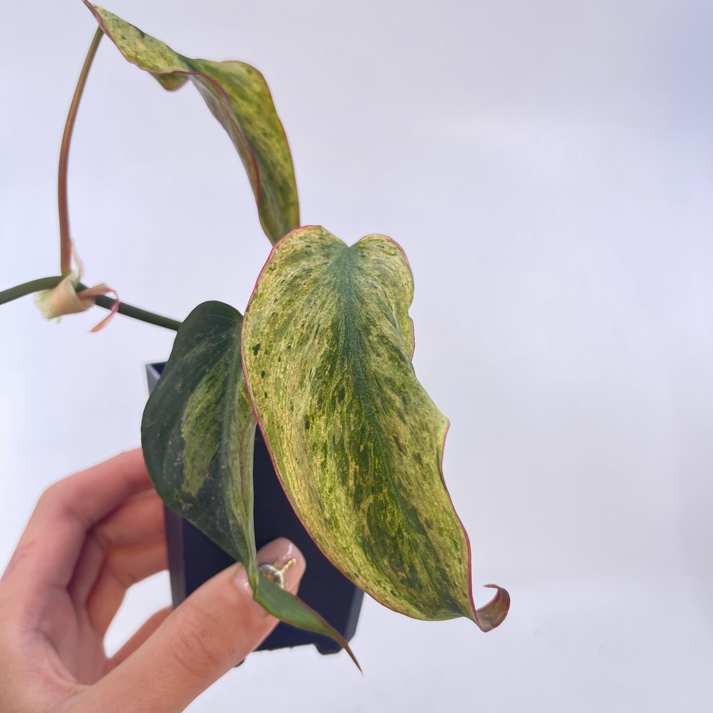 Variegated Philodendron micans ‘mint’ (non-exact)
